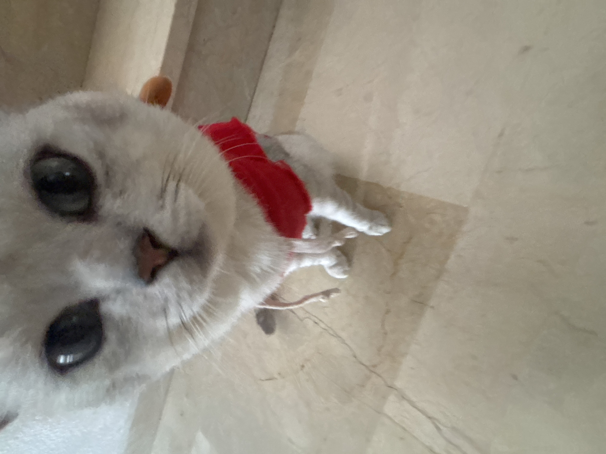 A close-up, low-angle shot shows the face of a white cat, wearing a red collar. The cat has green eyes and a pink nose. The background is a beige, marble-like floor, with some light reflections and faint lines suggesting grout or natural stone patterns. The lighting appears to be indoor, possibly natural light from above, casting soft shadows. The cat's fur is fluffy and well-groomed. The image is slightly blurry, especially around the edges, with the focus being on the cat's face and particularly its left eye. The perspective suggests the photographer is very close to the cat, possibly at its eye level or even looking up at it. There is no visible text in the image.