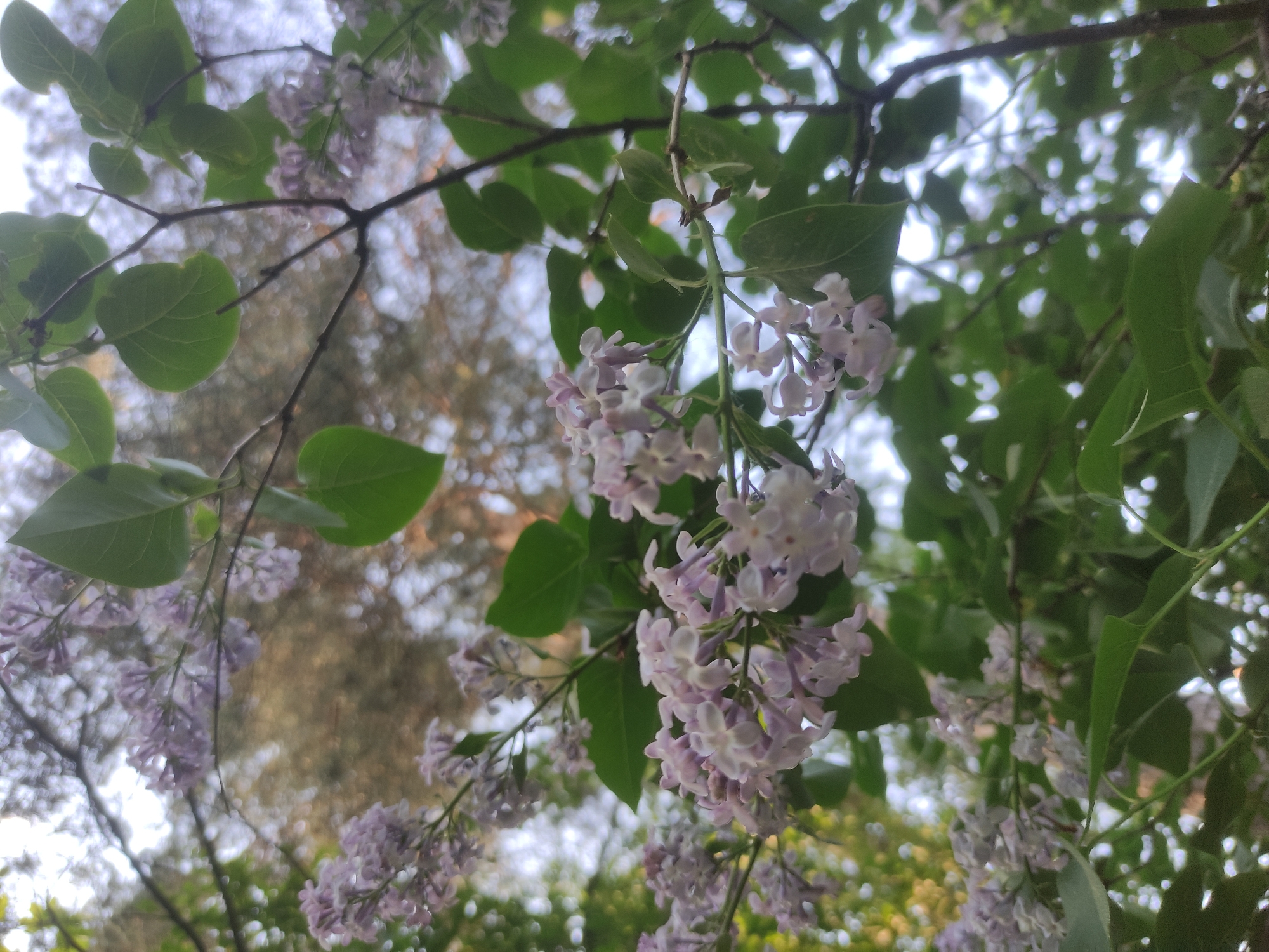 The image shows a close-up view looking up into a tree with light purple lilac blossoms and green leaves. The background is blurred, but appears to be another tree or foliage. The location, Kratovo, Russia, cannot be confirmed from the visual information present.