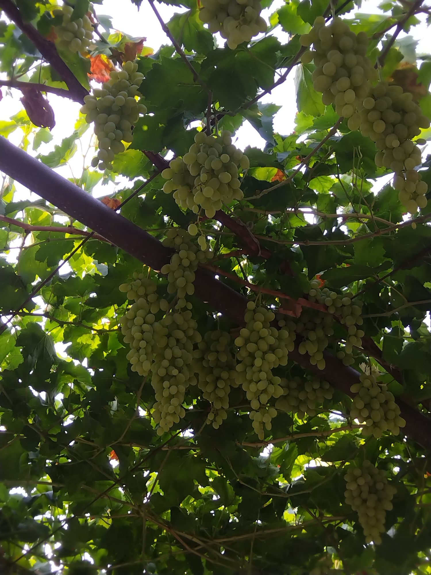 A low-angle shot captures a vine laden with numerous bunches of green grapes hanging from branches and a dark brown wooden trellis. The grapes are clustered tightly together, with individual berries showing a round, slightly oval shape and a pale green hue. Sunlight filters through the dense green foliage, creating dappled light and casting shadows. The background is dominated by bright sky, suggesting an outdoor setting, likely during daylight hours. The scene is devoid of any human presence or activity. Based on the provided information, this image was taken in Vaziyo, Uzbekistan.