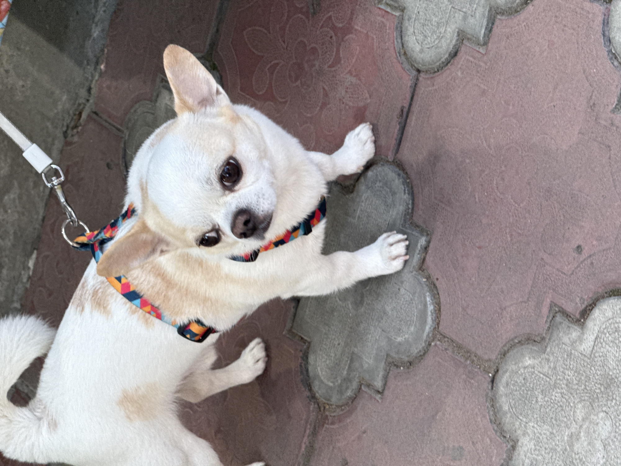 A close-up, slightly angled shot shows a small, white and tan Chihuahua dog standing on a patterned paved surface. The dog wears a colorful, patterned harness and a white leash is attached to it. The dog's ears are perked and it is looking to the right. The paved surface is composed of interlocking reddish-brown tiles and light gray decorative concrete pavers. The background is blurred, but appears to be a darker, textured surface.