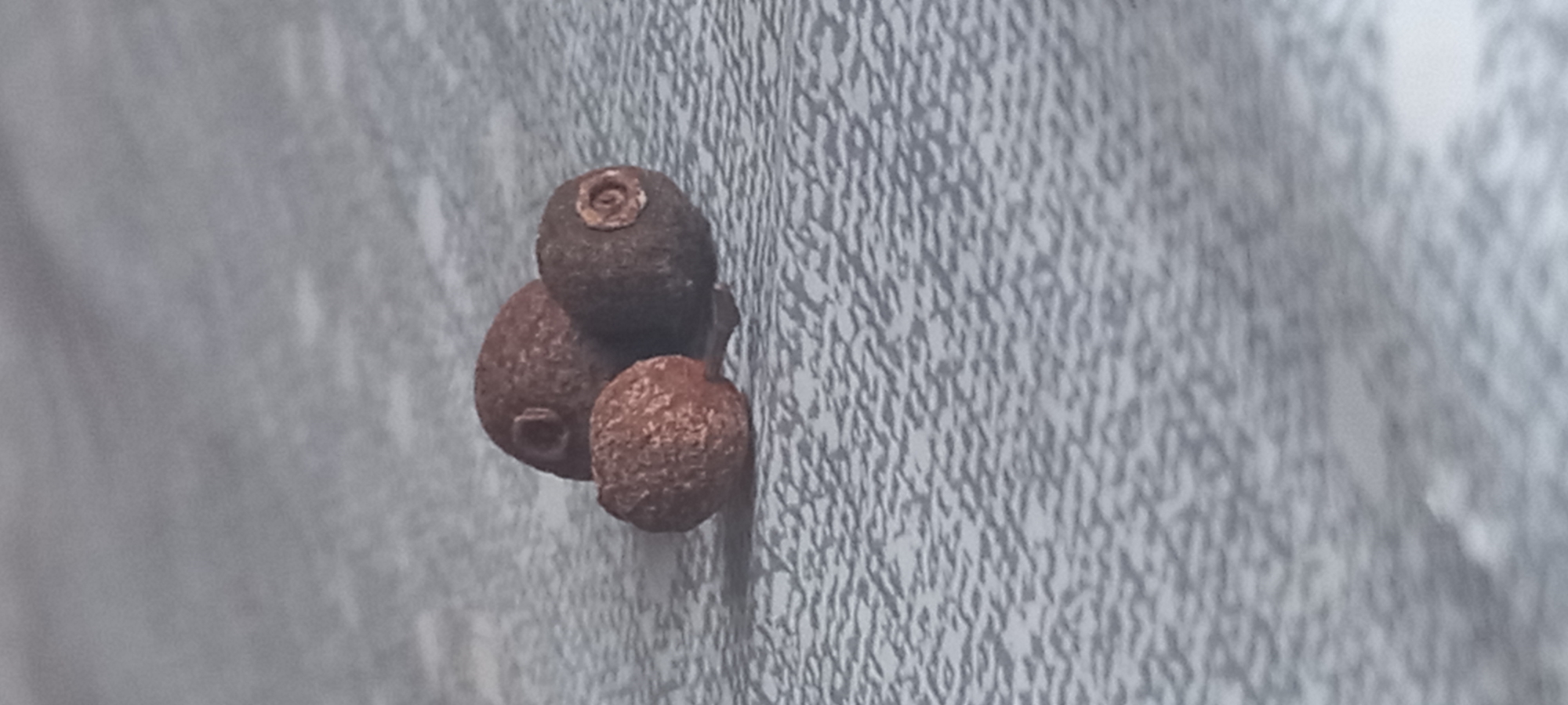 Three small, round, brown objects are clustered together on a textured, gray surface. The objects appear to be some type of dried seed or berry, with visible pores. No people or location indicators are present. The city of Kryvyi Rih, Ukraine is not discernible from the image.