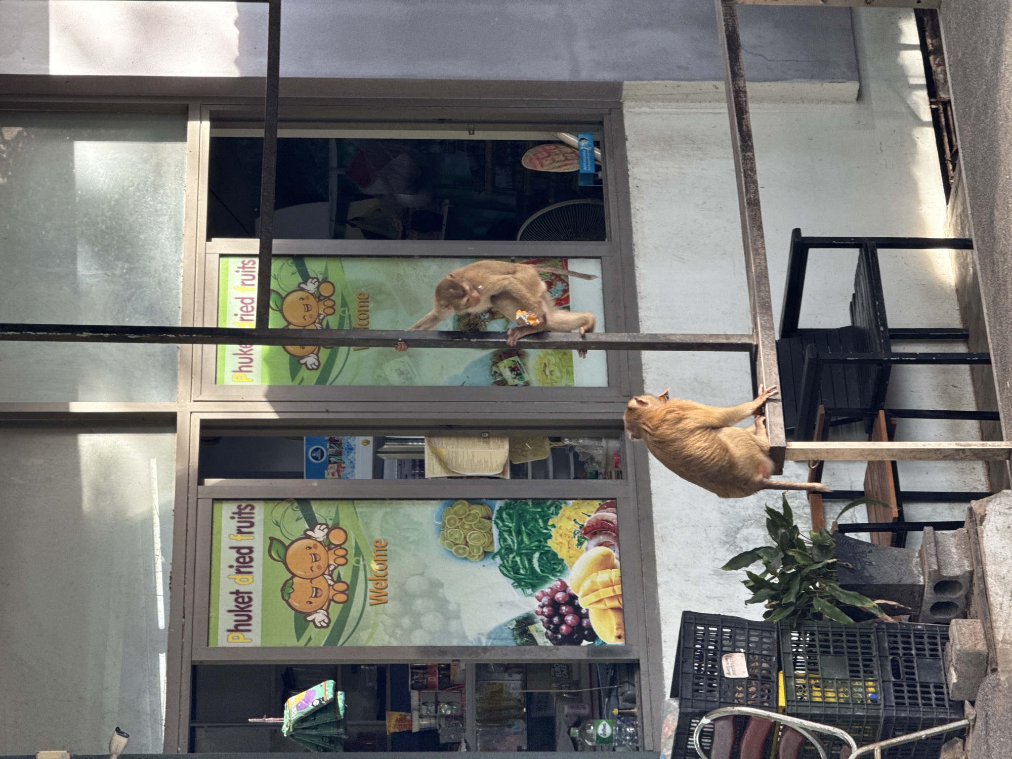 A monkey is sitting on a table in front of a store in Ratsada, Thailand. The store's window displays "Phuket dried fruits" and cartoon oranges. Another monkey is climbing a pole in front of the window. The scene is outdoors, with crates and a plant in the foreground.