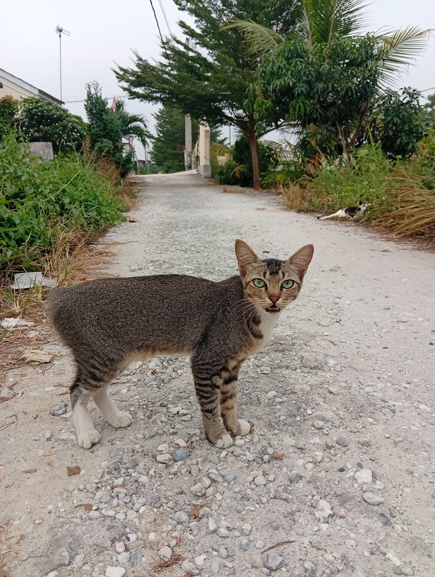 A tabby cat with green eyes stands on a gravel road in Kualu, Indonesia. The cat is facing the camera, with its mouth slightly open and teeth visible. It has a white chest and white paws. The road is lined with green bushes on the left and trees and dry grass on the right. In the background, there is a house and a few other trees. Another cat, a black and white one, is lying down in the grass in the distance. The sky is overcast.