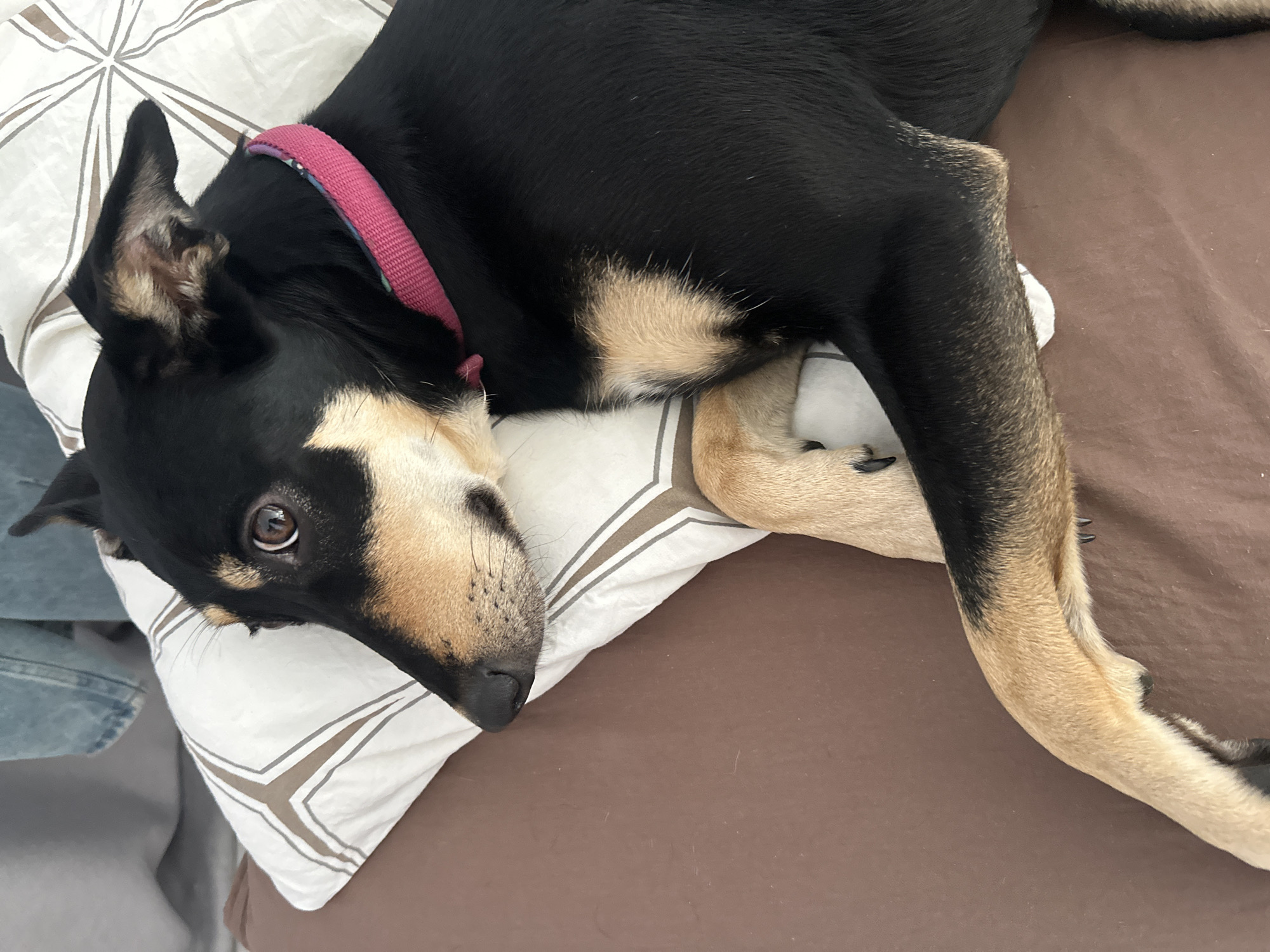 An image displays a black and tan dog resting on a brown fabric surface, its head positioned on a white pillow featuring a light brown geometric pattern. The dog's dark brown left eye is wide open and directed off-frame to the left, indicating an alert state. Its ears are erect and pointed. The dog's short, sleek fur is primarily black, accented by distinct tan markings on its muzzle, above its eyes, on its chest, and on its front legs. A bright pink fabric collar, exhibiting a subtle pattern, is visible around its neck. The dog's front paws are curled underneath its body. In the upper left background, a portion of a blue denim garment is partially visible, behind which another light-colored textile, possibly a blanket, is present. A second white pillow with a radial geometric pattern is situated behind the dog's back, mostly out of frame. The lighting is soft and diffused. The image provides no visual cues regarding a specific geographical location.