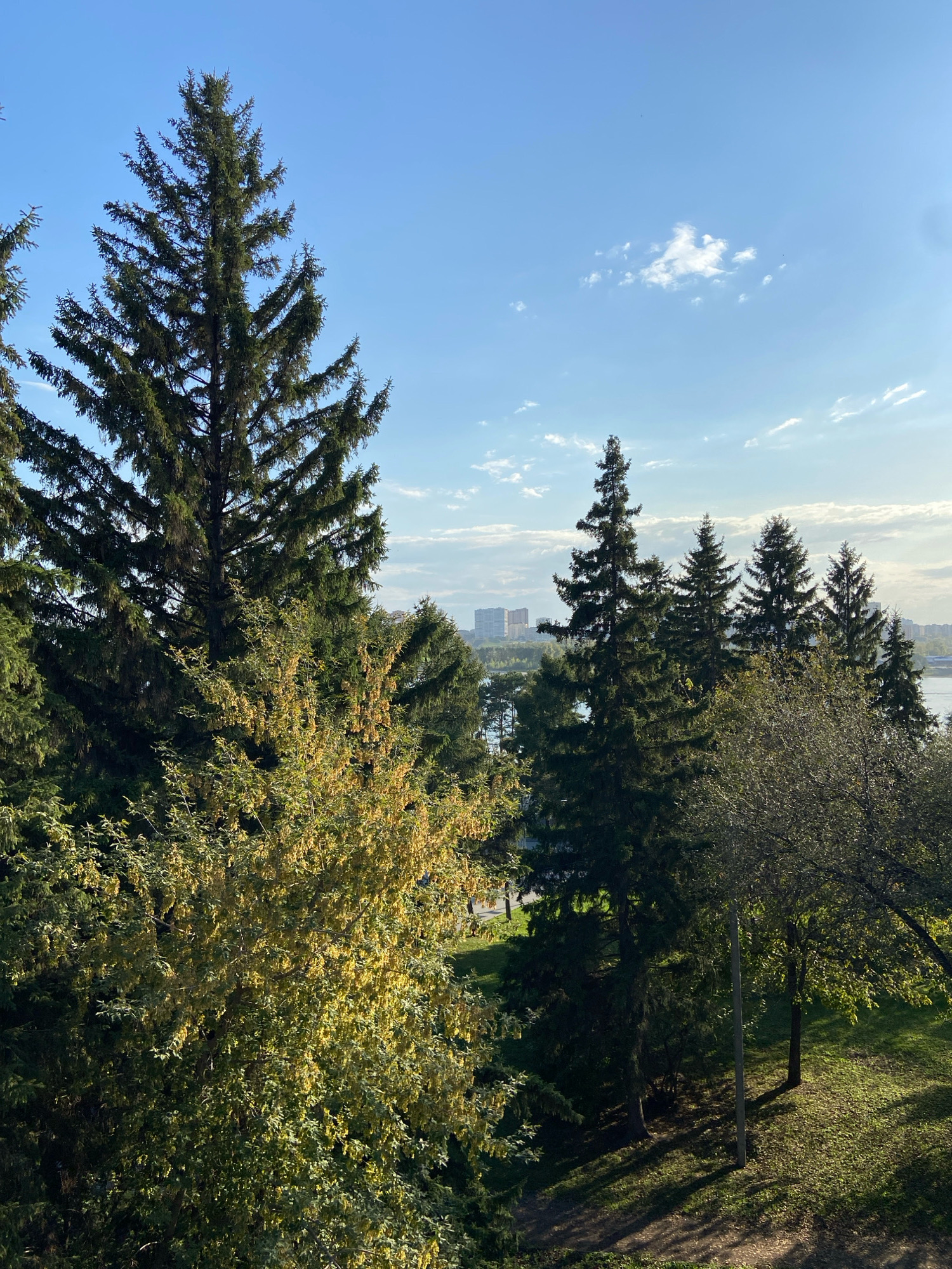 The image shows a view from a high vantage point, looking out over a green landscape with several large evergreen trees in the foreground. In the middle ground, there are more trees and a body of water, likely a river or lake, with buildings visible on the opposite bank. The sky is blue with some scattered white clouds. The lighting suggests it is daytime, possibly late afternoon, with the sun casting shadows on the ground. The overall impression is one of a park or natural area within a city. Specific identification of the location as Novosibirsk, Russia, is not possible from the visual information alone, but the presence of urban buildings and water bodies is consistent with such a location. There are no people, animals, or specific actions depicted in the image. The scene is static and environmental.