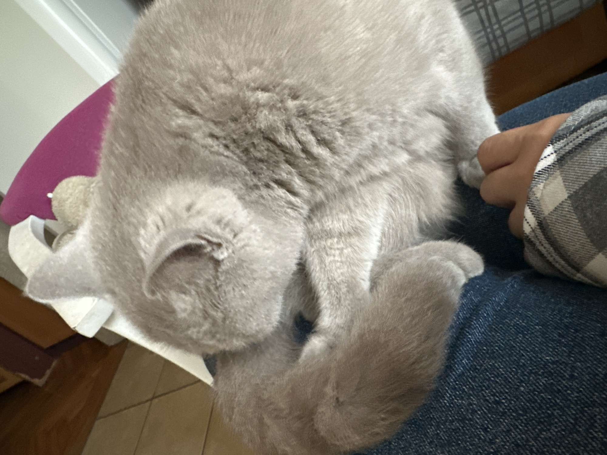 A light gray British Shorthair cat is curled up and sleeping on a person's lap. The cat's body is rounded, with its head tucked in towards its chest. Its tail is wrapped around its body. The person is wearing blue jeans and a plaid shirt. The background shows a wooden floor and furniture. The location is not specified in Ternopil, Ukraine.