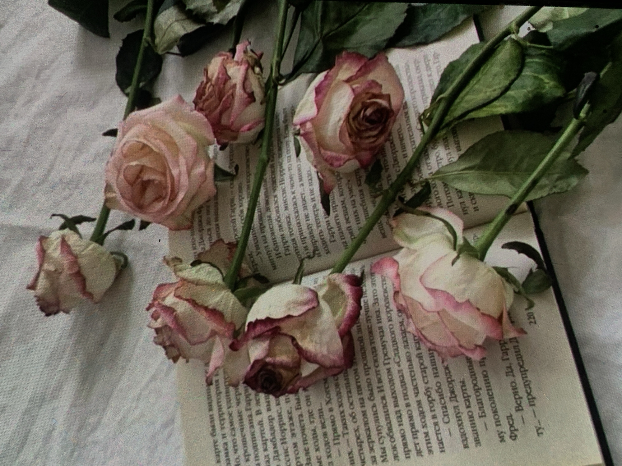 The image is a close-up, overhead shot of several dried, pale pink roses with crimson-edged petals, laid across an open book. The book's pages are filled with text in what appears to be Russian. The background is a textured, light-colored surface, possibly fabric or paper, with a soft, diffused lighting that casts subtle shadows. The overall aesthetic is melancholic and vintage. There is no indication of the city of Nizhny Tagil, Russia, nor any people, actions, or interactions.
