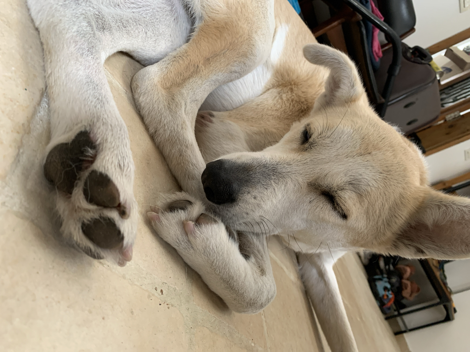 A light-colored dog with closed eyes is lying on a tiled floor. The dog's left paw is prominently visible with dark-colored toe pads. The dog's head is resting on its other front leg. A chair, shelves, and other household items are visible in the background. There is no indication of the location being Tel-Aviv, Israel. The information about Tel-Aviv is not verifiable from the image.