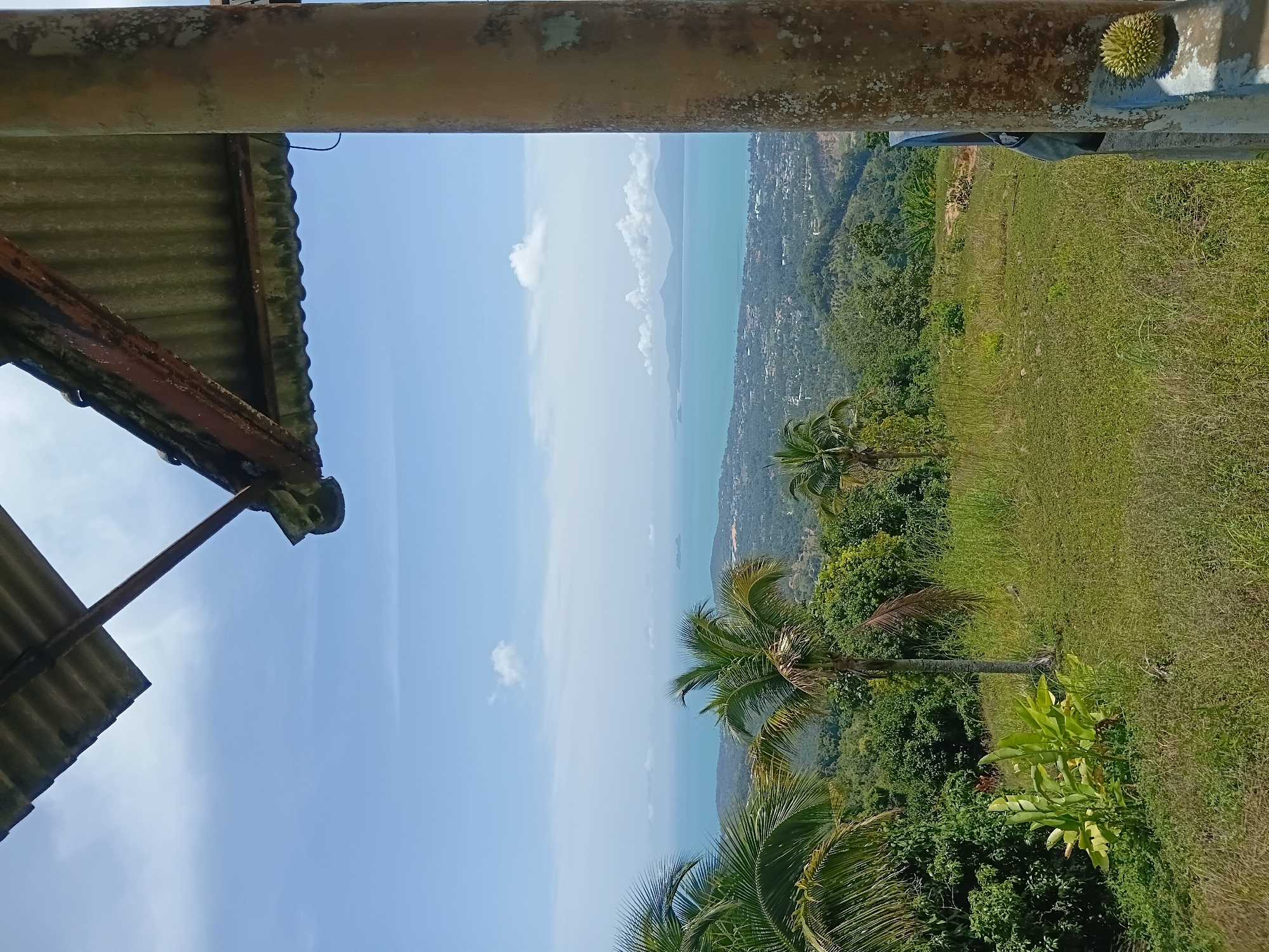 The image presents a scenic view from a higher elevation overlooking a coastal area. In the foreground, a weathered, corrugated metal roof supported by rusty beams extends from the upper left corner, partially obscuring the sky. A substantial, textured concrete pillar is visible on the right side, exhibiting signs of age and discoloration, with a spiky green fruit, possibly a durian, attached to its base.
The midground is characterized by a grassy slope dotted with tropical vegetation. Several palm trees, including one with a dry frond, stand prominently. Lush green foliage covers the undulating hills that descend towards the coast. In the distance, a body of turquoise water, likely the Gulf of Thailand, stretches towards a hazy horizon. Islands and landmasses are faintly visible across the water, suggesting the location is Ko Samui District, Thailand. A coastal town, with buildings and infrastructure, is nestled along the shore. The sky is a clear, bright blue, with scattered white clouds, indicative of a sunny day.