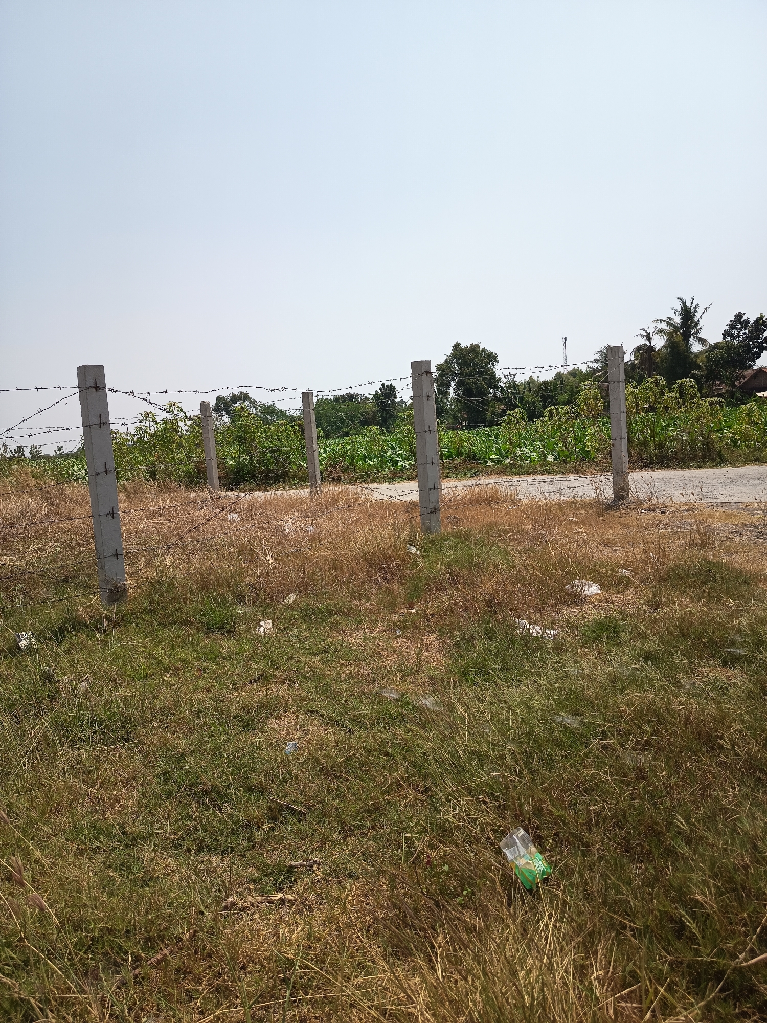 The image depicts an outdoor scene in Kandangjati Wetan, Indonesia. In the foreground, dry, tall grass and some green grass cover the ground. There are several concrete posts with barbed wire stretched between them, forming a fence. In the middle ground, there is a dirt road and behind that, a field with rows of green leafy plants, possibly crops. Trees and some buildings can be seen in the background, along with a cell tower. The sky is clear and pale blue. Scattered on the ground are several pieces of white and clear plastic litter, including a crushed green plastic bottle in the lower right quadrant of the image. The scene appears to be a rural or semi-rural area on a bright, sunny day.