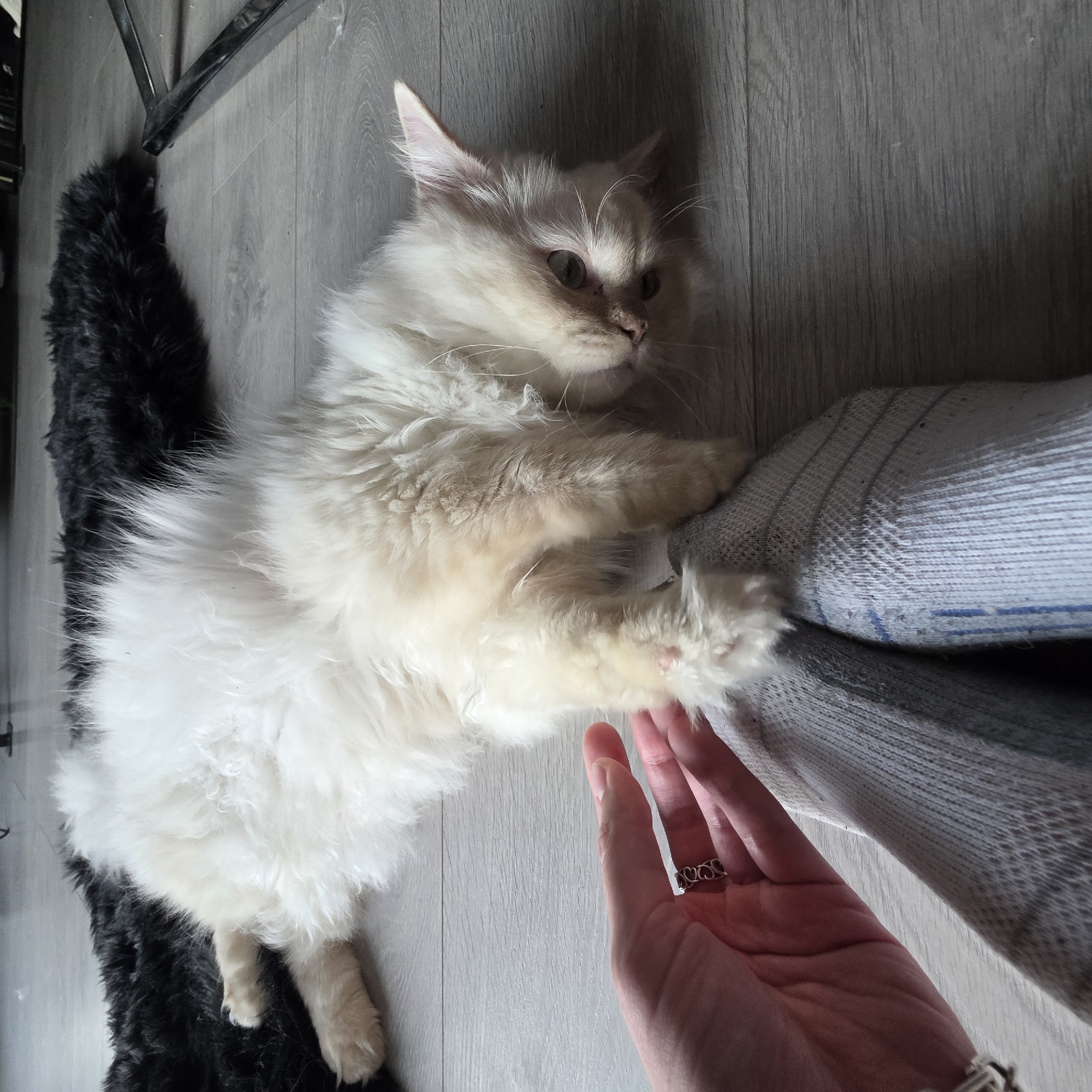 A fluffy, cream-colored cat is lying on its side on a grey wooden floor. The cat's belly is facing upwards, and its hind legs are tucked beneath it. Its front paws are extended, with one paw touching a person's hand. The hand is adorned with a ring featuring multiple heart shapes. The person is wearing grey socks. To the left of the cat, a dark, shaggy rug is visible. In the background, a portion of a metallic chair leg can be seen. The scene appears to be indoors, likely in a residential setting. There is no identifiable information in the image that would specify a location within Portland, Oregon, United States of America.