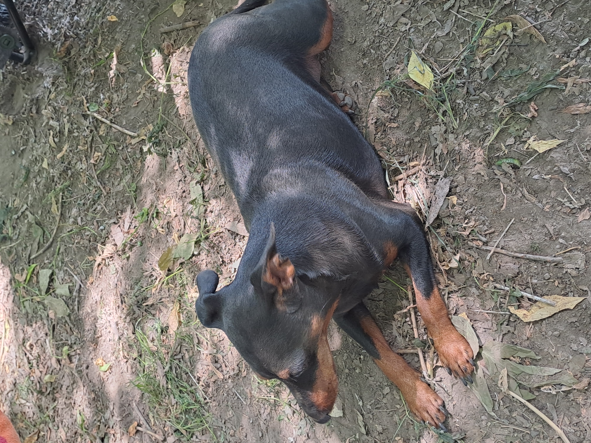 A black and tan Miniature Pinscher dog is lying down on the ground in a shaded area. The dog is facing to the left of the frame, with its head turned slightly upwards. Its front paws are extended in front of it, and its hind legs are tucked underneath its body. The ground is covered in dirt, leaves, and some blades of grass. There are shadows cast on the ground from overhead trees. The background is out of focus and appears to be a natural outdoor environment. The image was taken in Dedinovo, Russia.