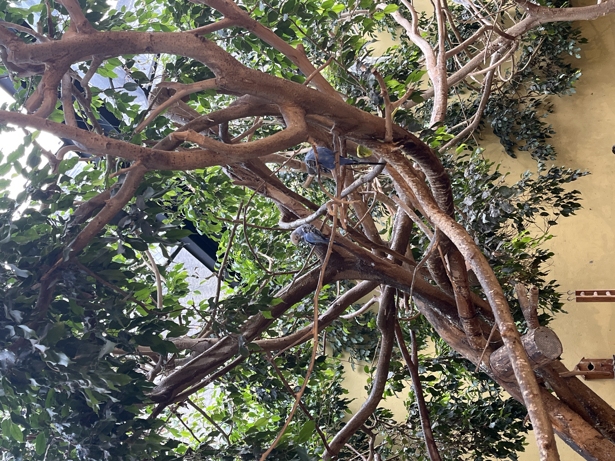 The image depicts a fabricated indoor tree, likely part of an exhibition or installation. The tree features multiple branches and simulated foliage. At least two blue parakeets are perched on the branches. The location is likely Mexico City, Mexico. The tree appears to be set against a pale yellow wall. The scene is brightly lit. The tree seems to be an artistic exhibit or element within a designed indoor space.