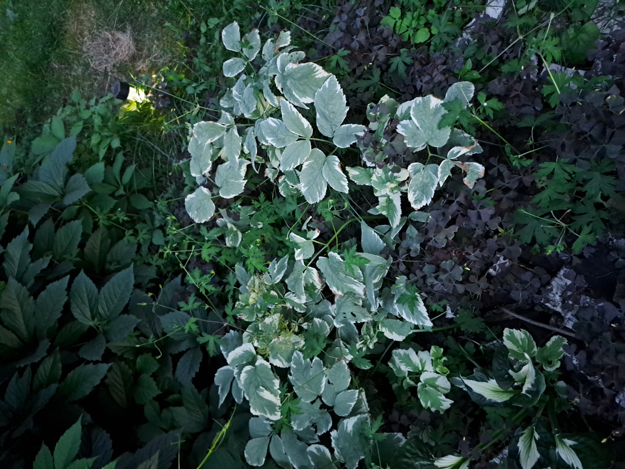 This is a high-angle, close-up, vertical shot of a garden bed at dusk. The foreground is dominated by a variety of plants, with a patch of groundcover featuring dark purple, clover-like leaves and lighter green, variegated plants with serrated edges. A small solar-powered garden light is visible in the mid-ground on the right, illuminating the surrounding foliage. In the background, a dense, dark green leafy plant covers the upper portion of the frame. The scene appears to be located in a residential garden in Chernetsk, Russia, based on the provided metadata. There are no people or animals present in the image. The overall impression is one of a lush, overgrown garden captured in low light conditions.