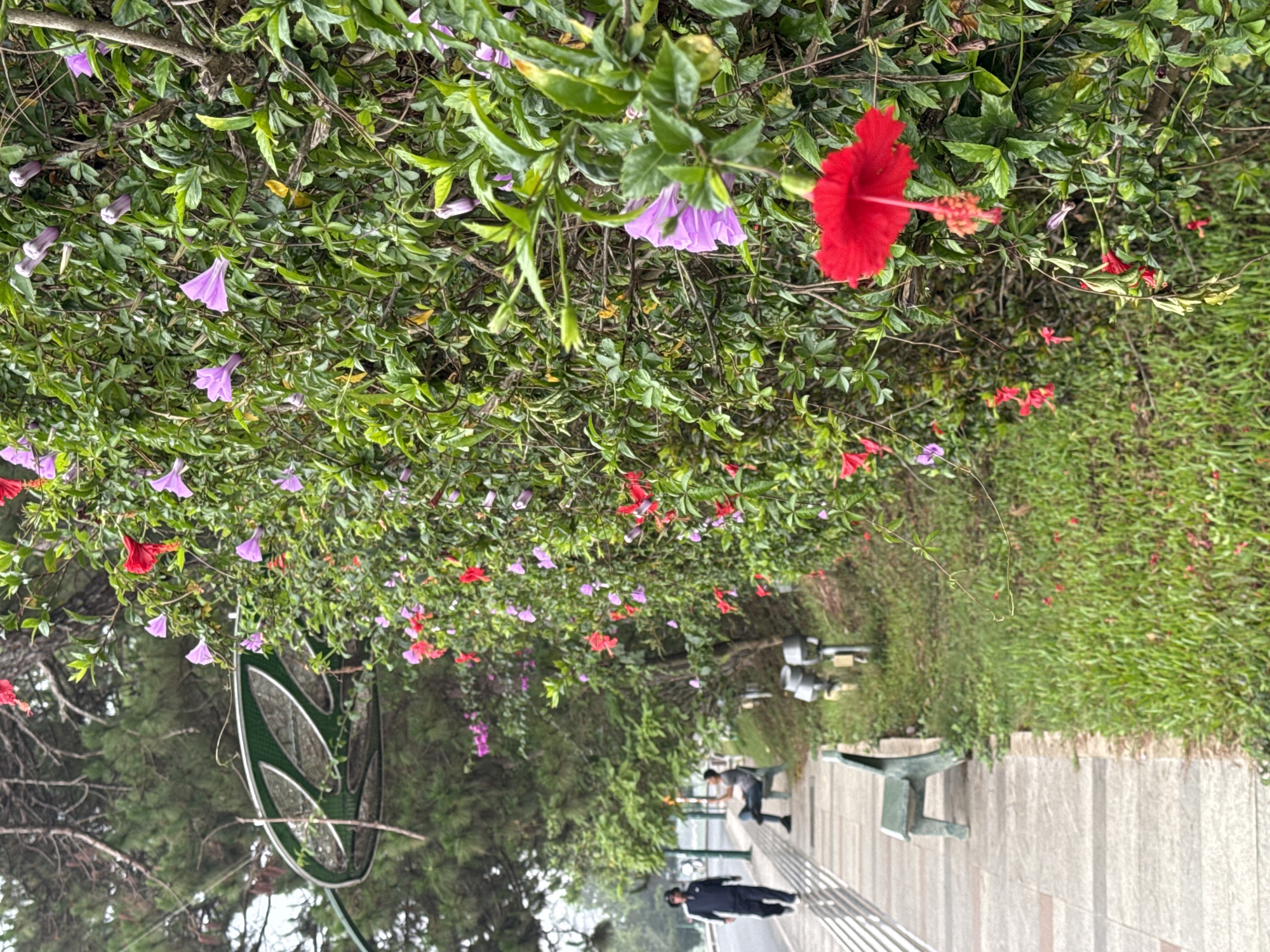 The image shows a street scene in Da Lat, Vietnam, with a sidewalk lined by a lush green hedge. The hedge is interspersed with red hibiscus and purple bell-shaped flowers. Two people are walking on the sidewalk, and a bench is present near the hedge. A green, leaf-shaped decoration is placed near a tree. The sidewalk is paved with gray rectangular stones, and a grassy area borders the opposite side of the hedge.