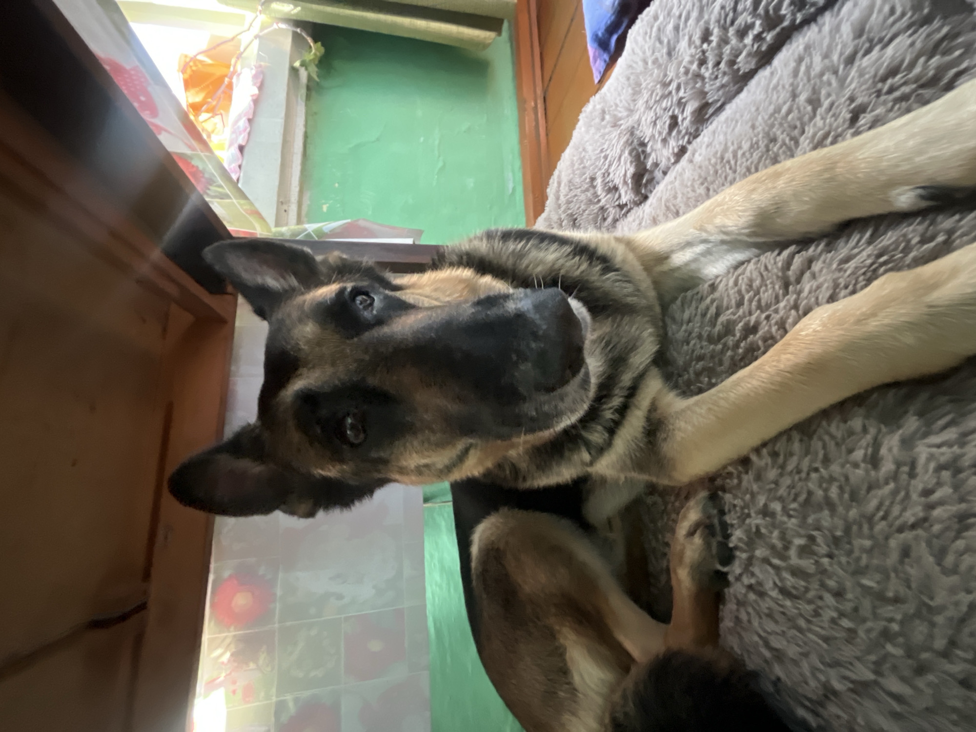 The image displays a German Shepherd dog resting indoors, viewed from an upward and diagonally oriented perspective. The dog, predominantly black and tan with a distinctive face and alert ears, is lying on a thick, soft, grey-textured blanket or dog bed. Its head is slightly tilted, and its eyes are looking directly at the camera, conveying a calm and curious expression. The dog's forelegs are visible, with one paw resting on the fluffy bed, and parts of its hindquarters are also present.
The setting appears to be a casual room within a home in Nizhny Tagil, Russia. To the left of the dog, a section of dark wooden furniture or a table is visible. The background features a light green wall. Bright daylight streams in from a window area above the green wall, suggesting it is daytime. Near the window, there's a glimpse of patterned fabric, possibly a curtain or decoration, in shades of orange and red. A lower surface or wall area also shows a tiled or patterned design with red and white elements. No people are visible in the image, nor is there any discernible text. The scene captures a peaceful moment of the dog relaxing in its domestic environment.