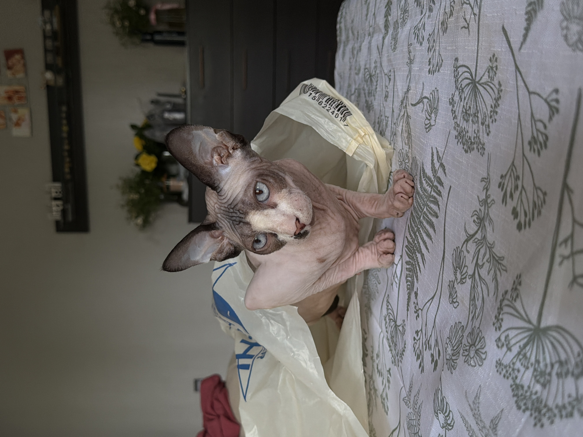 A hairless cat is inside a plastic bag on a white table with a gray floral print. The background consists of a gray wall, a dark gray dresser, and flowers in a vase. The location is Unknown, Unknown.