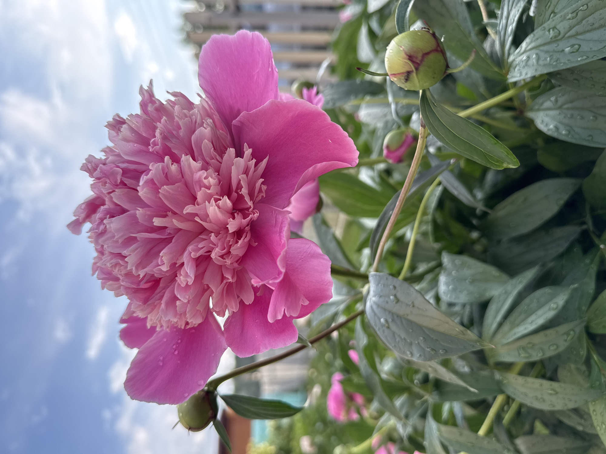 A close-up, low-angle shot captures a vibrant pink peony flower in full bloom against a backdrop of a cloudy blue sky and lush green foliage. Water droplets are visible on the petals and leaves, suggesting recent rain or watering. In the background, several peony buds, some showing hints of pink, are scattered among the leaves, alongside a blurred wooden fence and distant buildings, indicating a garden setting likely in Chaikovsky, Russia. The focus is sharp on the main peony, with a shallow depth of field blurring the surrounding elements.
