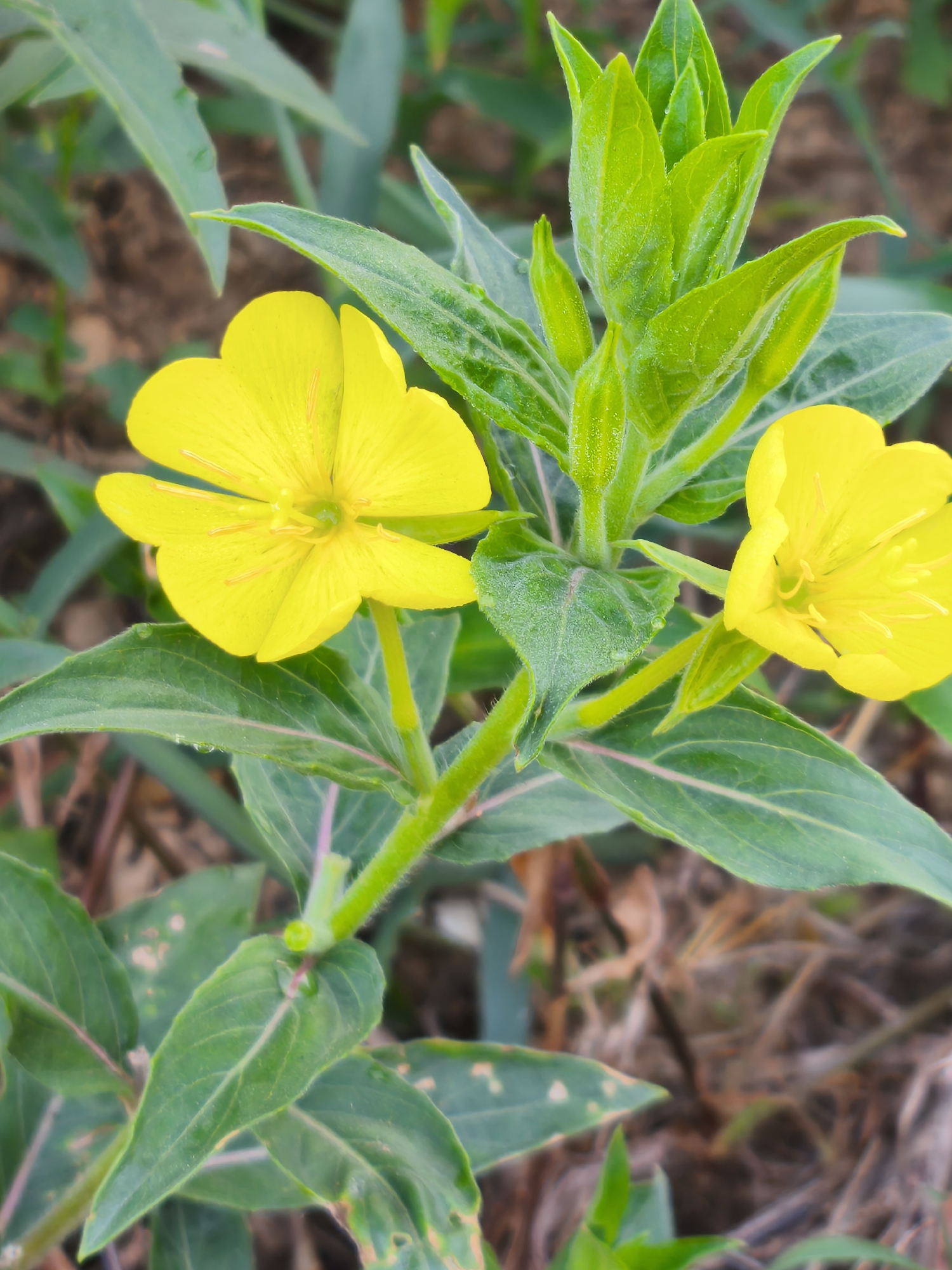 This is a close-up, eye-level, outdoor, natural light photograph of two bright yellow flowers with visible stamens, likely Evening Primrose, in Asan-si, South Korea. The flowers are on a green stem with fuzzy texture. Several green leaves, some elongated and pointed, with visible veins, surround the flowers. Some leaves appear to have water droplets. The background is blurred, showing brown soil and dry grass, suggesting a natural or uncultivated setting.