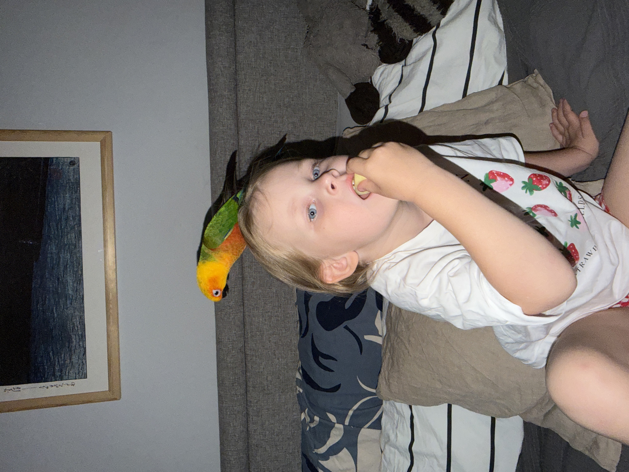 The scene depicts an interior setting in the city of Khimki, Russia, featuring a young Caucasian child and a vibrant bird. The child, with blonde hair and blue eyes, is seated upright on a bed, facing slightly towards the viewer. They are wearing a white short-sleeved t-shirt adorned with red and pink strawberry graphics. The child holds a light-colored piece of food, possibly a fruit slice, to their mouth with their right hand, appearing to consume it. Perched on the child's head is a colorful bird, identified as a Sun Conure, displaying bright yellow, orange, and green plumage. The bird is facing right.
The bed features a grey, upholstered headboard. Bedding includes a patterned duvet cover in blue and white with abstract motifs, a white sheet with black stripes, and a plain beige pillow. To the right side of the bed, a grey, disheveled stuffed animal or textile object is partially visible. The wall behind the bed is light grey. A framed artwork hangs on the wall, depicting a dark seascape or landscape with lighter blue elements, set within a light brown wooden frame. Faint calligraphic script is visible in the upper left corner of the artwork. The lighting is low to moderate, suggesting an indoor, possibly evening, environment.