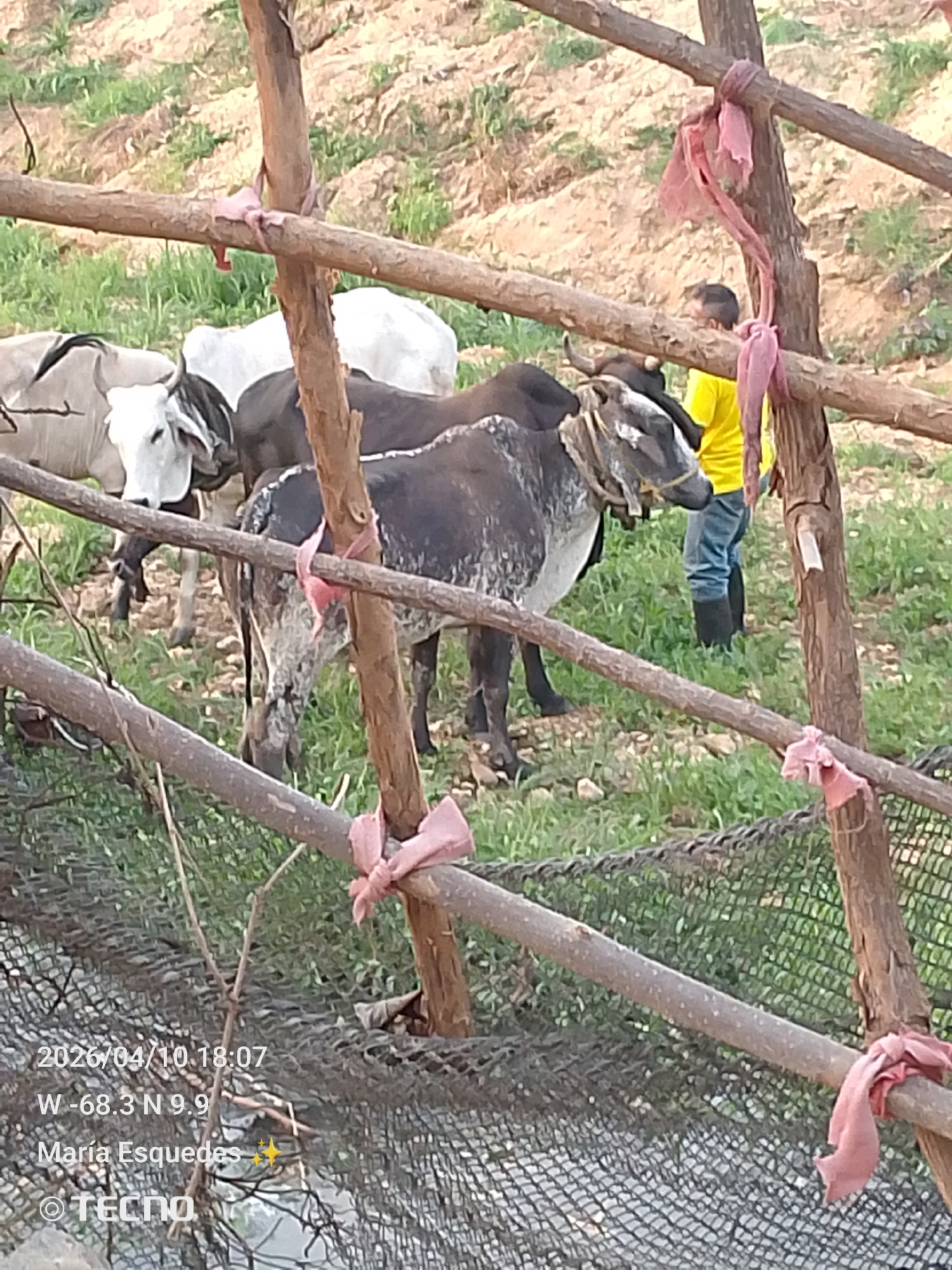 The image shows a fenced enclosure with several cattle and a person inside. The fencing appears to be constructed of rough wooden poles and netting, secured with pink fabric ties. Inside the enclosure, there are at least three cows with varying color patterns. One cow is predominantly dark with white spotting, another is mostly white, and a third has a mix of gray and white. A person wearing a yellow shirt, blue jeans, and dark boots is standing among the cattle. The location is unknown. The environment appears to be a grassy field with a hillside in the background. The date 2026/04/10 18:07 and location W -68.3 N 9.9 are stamped on the image.