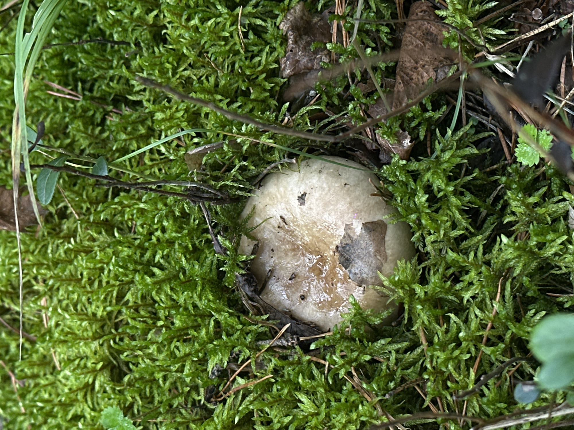 In a close-up, high-angle shot, a partially submerged mushroom with a pale, wet cap is nestled within a dense carpet of vibrant green moss. The mushroom, appearing somewhat discolored and with pieces of its cap peeling off, is surrounded by the soft, textured moss. Scattered amongst the moss are dried brown leaves and thin, dark twigs, adding a natural, forest-floor aesthetic. The background is a blur of more green moss, suggesting a damp, shaded environment. There is no indication of human presence or activity in this scene. The overall setting is consistent with a forest floor in a rural or natural area.