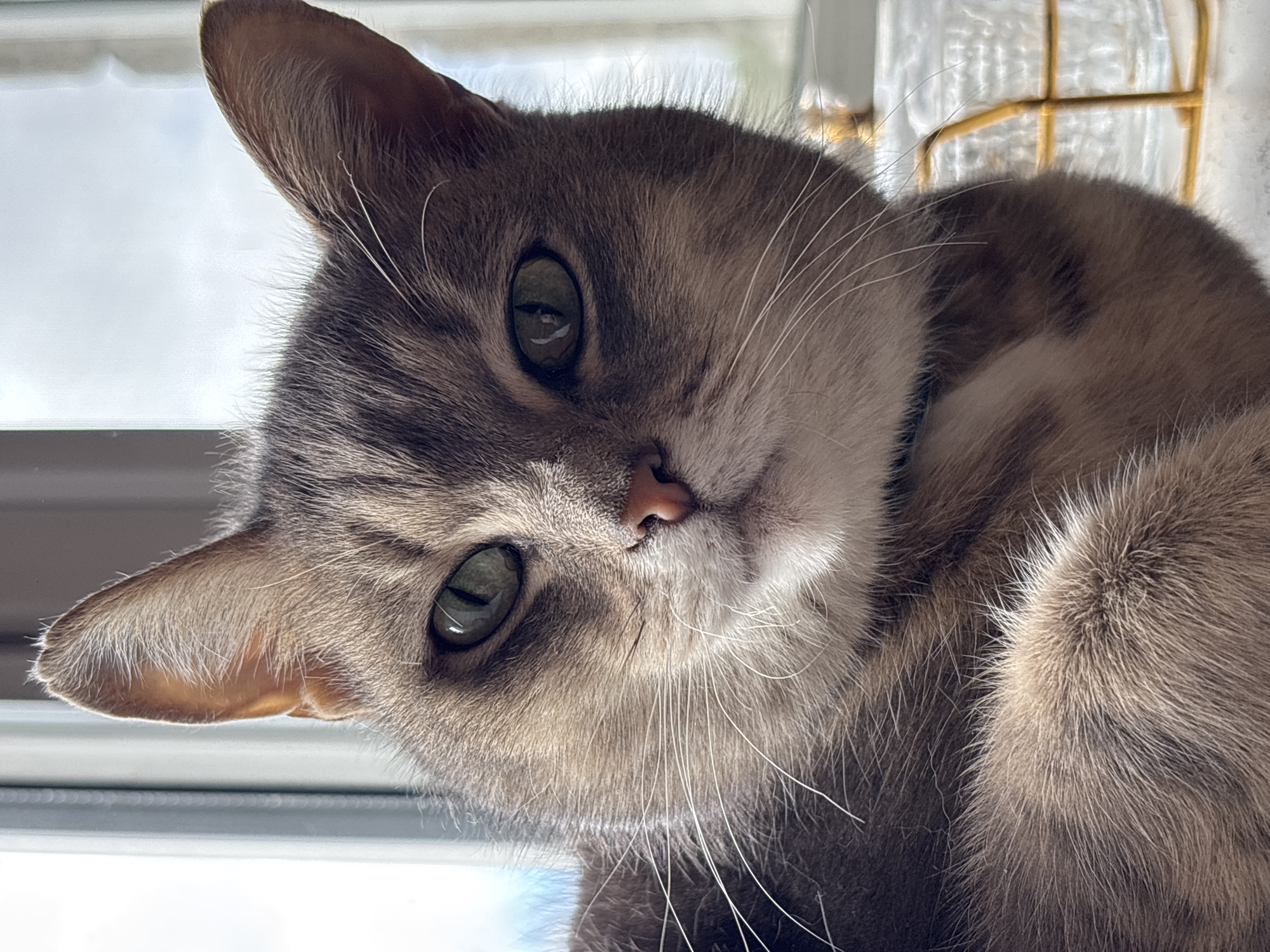 A close-up portrait shows a domestic cat with light brown and grey tabby fur, captured from an oblique angle with its head tilted. The cat's large, striking eyes are a vibrant green or hazel color, reflecting bright light from a window. Its small nose is pink, and long white whiskers extend from its muzzle. The cat appears calm, attentive, and gently curious, looking directly towards the viewer.
The lighting is natural and bright, indicating daytime. Strong light illuminates the cat from behind and to its left, creating backlighting that highlights the fine hairs on its ears and the contours of its fur. The background is softly blurred, suggesting an indoor setting near a window. Visible reflections in the cat's eyes confirm the presence of a window frame, while other background elements hint at a golden, grid-like structure, possibly part of a decorative object or furniture like a cat tree. The image offers a detailed view of the cat's fur texture and features, conveying a peaceful and engaging moment. The scene is set in Русский Вожой, Russia. No text is visible in the image.