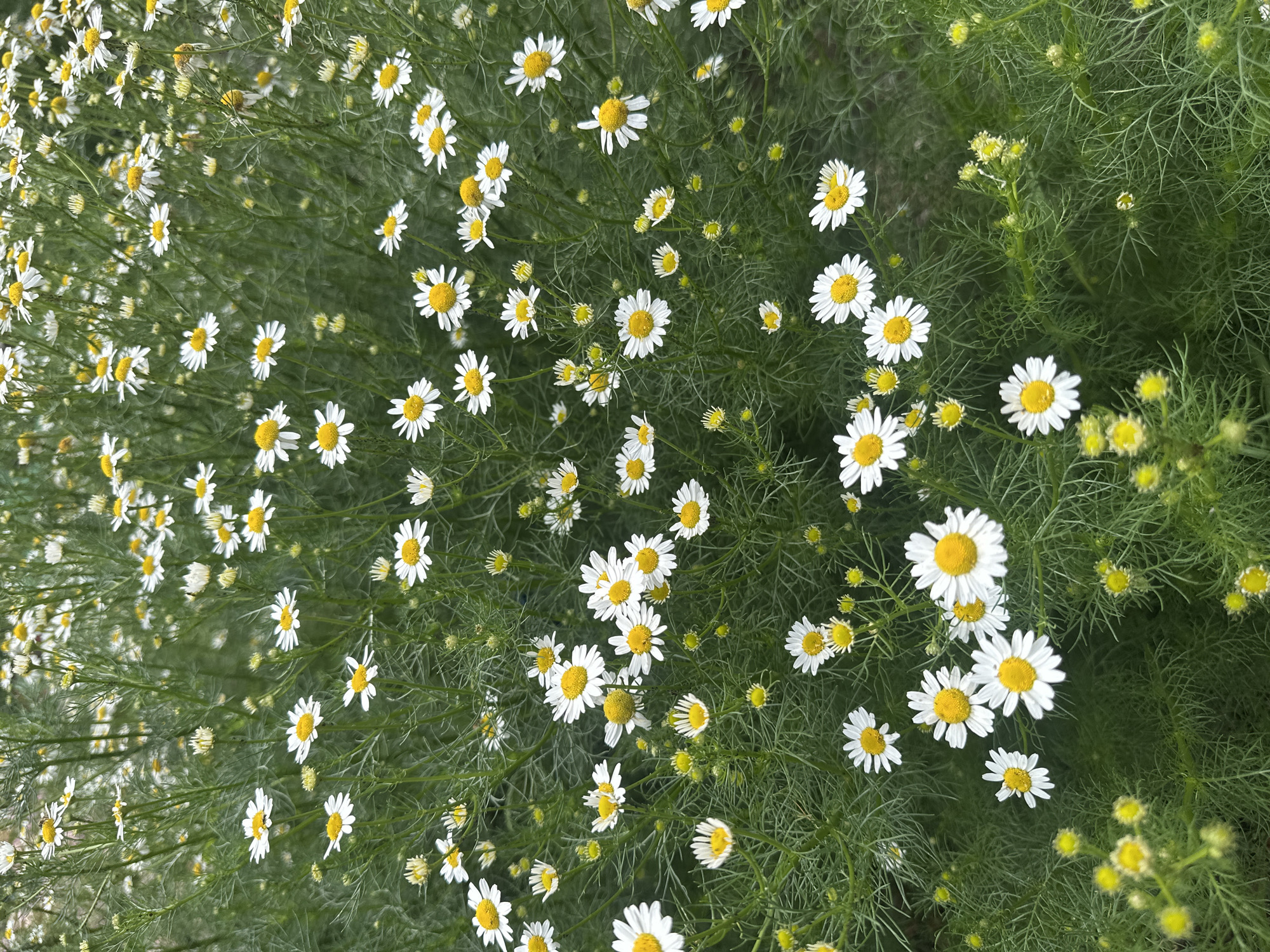 The image shows a dense field of chamomile flowers with their white petals and yellow centers. The flowers are in various stages of bloom, with some fully open and others still budding. The background is filled with green foliage, creating a natural and lush setting. There are no people or man-made structures visible in the image. The scene appears to be an outdoor natural environment, possibly a meadow or garden, in Novoyeniseyka, Russia, given the context provided. The overall impression is one of natural beauty and tranquility.