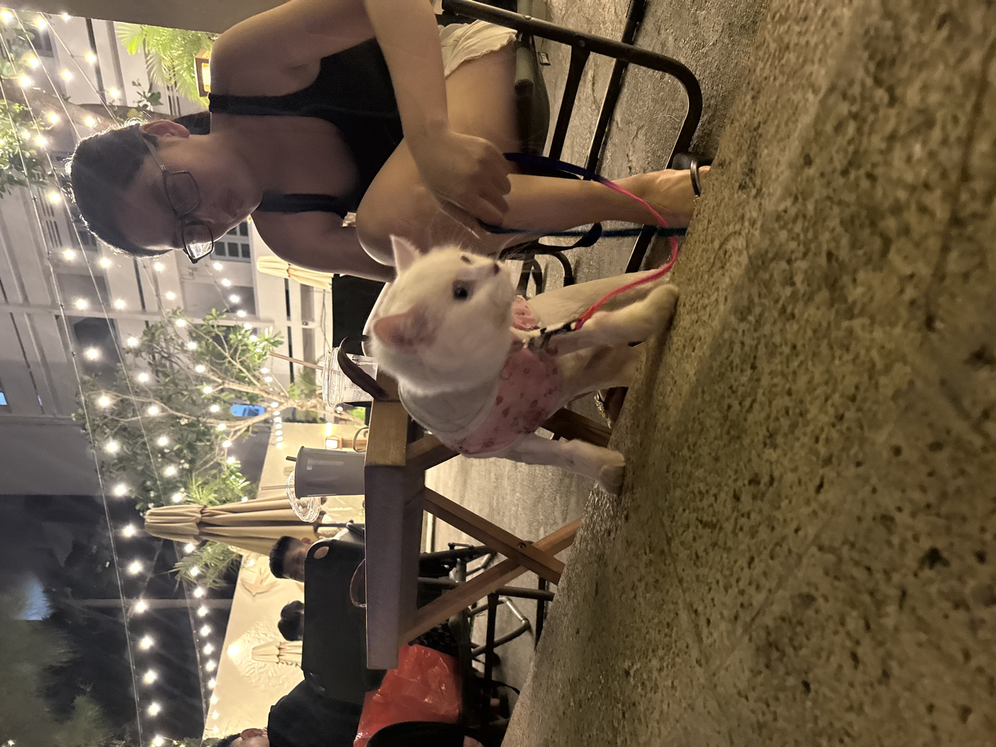 The image shows a seated person wearing glasses and dark clothing, holding the leash of a small, white dog with a pink harness. The person sits on a metal chair. The dog stands on a concrete surface, facing away from the seated person. In the background, there are tables and chairs with people seated, illuminated by string lights. The scene appears to be an outdoor dining area in Nha Trang Ward, Vietnam.