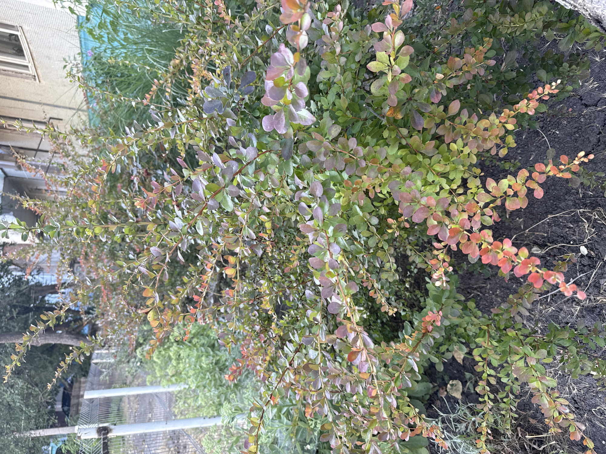 A close-up, eye-level, vertical shot captures a dense, multi-branched shrub with small, ovate leaves in varying shades of green, purple, and red. The leaves display a gradient of autumnal colors, from deep red and orange at the tips of some branches to muted green and purple on others. The branches are slender and woody, forming a complex network. The shrub is planted in dark, rich soil, with some dry grass and leaf litter visible on the ground. In the background, out of focus, a light-colored building with windows can be seen, suggesting an urban or suburban setting. To the left, a metal fence with vertical posts and wire mesh separates the shrub from a paved area and more greenery. The overall impression is of a natural element within an urban environment. The presence of a building and fence suggests this scene is located in Bălți, Moldova.
