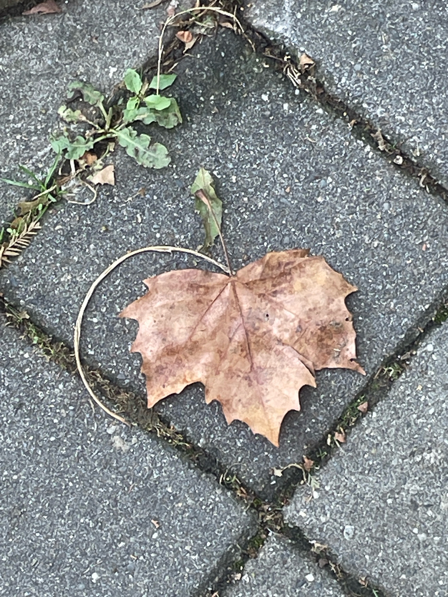 A single, dry, brown maple leaf rests on a paved surface composed of large, square concrete slabs with visible grout lines filled with debris. The leaf is positioned centrally within one of the squares. To the left of the leaf, a small cluster of green weeds is growing. A thin, circular twig lies next to and partially encircles the leaf. The grout lines of the concrete slabs form a diamond shape around the central square. The overall scene suggests an outdoor urban environment, possibly a sidewalk or courtyard, in Sochi, Russia. There are no people or animals visible in the image. The lighting is natural, indicating it was taken during the day.