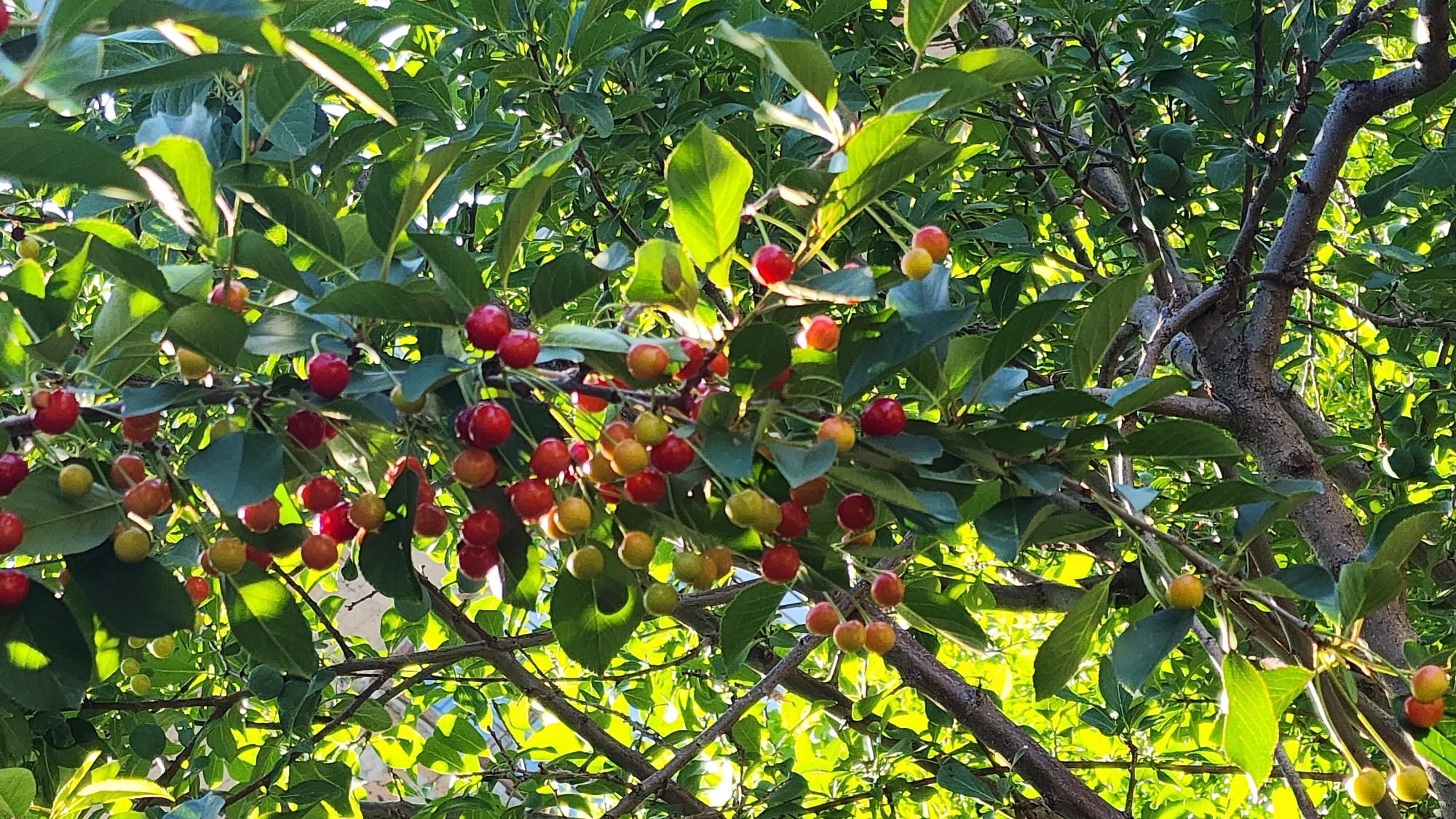 A cluster of ripening cherries hangs from a tree branch, illuminated by sunlight filtering through green leaves. The cherries are a mix of red and yellow hues, indicating they are in various stages of ripeness. The tree appears to be in a natural outdoor setting, possibly a garden or park, with dappled sunlight creating patterns of light and shadow on the foliage. The overall impression is one of natural beauty and the abundance of summer fruit.