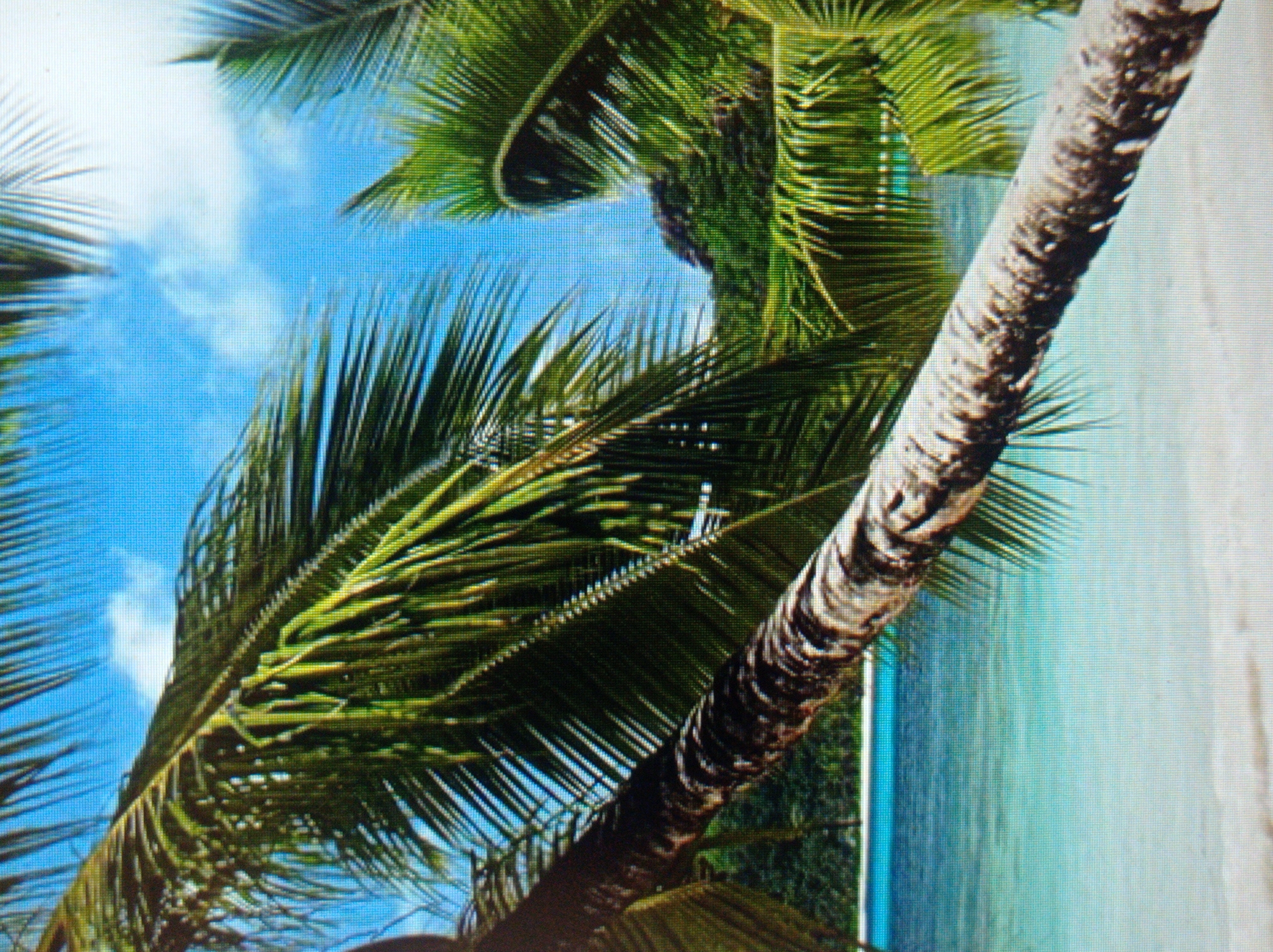 This image depicts a tropical beach scene with a leaning palm tree in the foreground. The palm tree's trunk is rough and textured, and its fronds are lush and green, obscuring parts of the sky. The sky is a vibrant blue with a few white clouds. Beyond the palm tree, a calm, turquoise ocean meets a white sandy beach. In the background, a lush green hillside or island is visible.
The location is the city of Mukachevo, Ukraine.