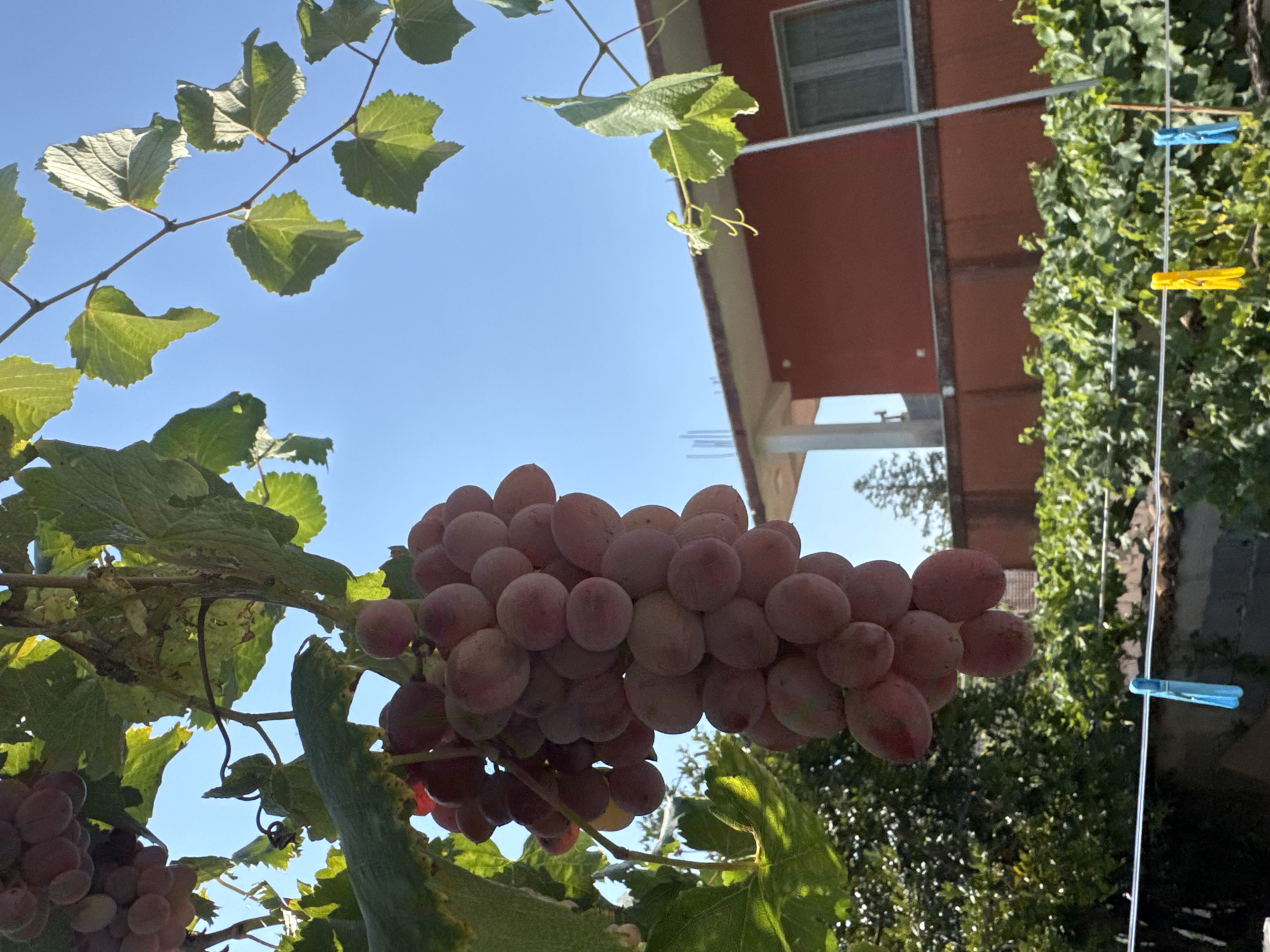 A close-up, low-angle outdoor shot captures a large bunch of ripe, pinkish-red grapes hanging from a vine under a clear blue sky. The grapes are plump and appear to be tightly clustered. Sunlight filters through the vine's green leaves, casting dappled shadows.
In the background, a reddish-brown building with white trim and a gray window is visible. A portion of a white pillar supporting an overhang can be seen on the left side of the building. Below the building, a dense row of green grapevines runs horizontally. A clothesline stretches across the lower part of the frame, with a blue clothespin attached to it. The scene is likely set in a vineyard or garden area, potentially within a residential setting given the presence of the building and clothesline. The overall atmosphere is bright and summery.