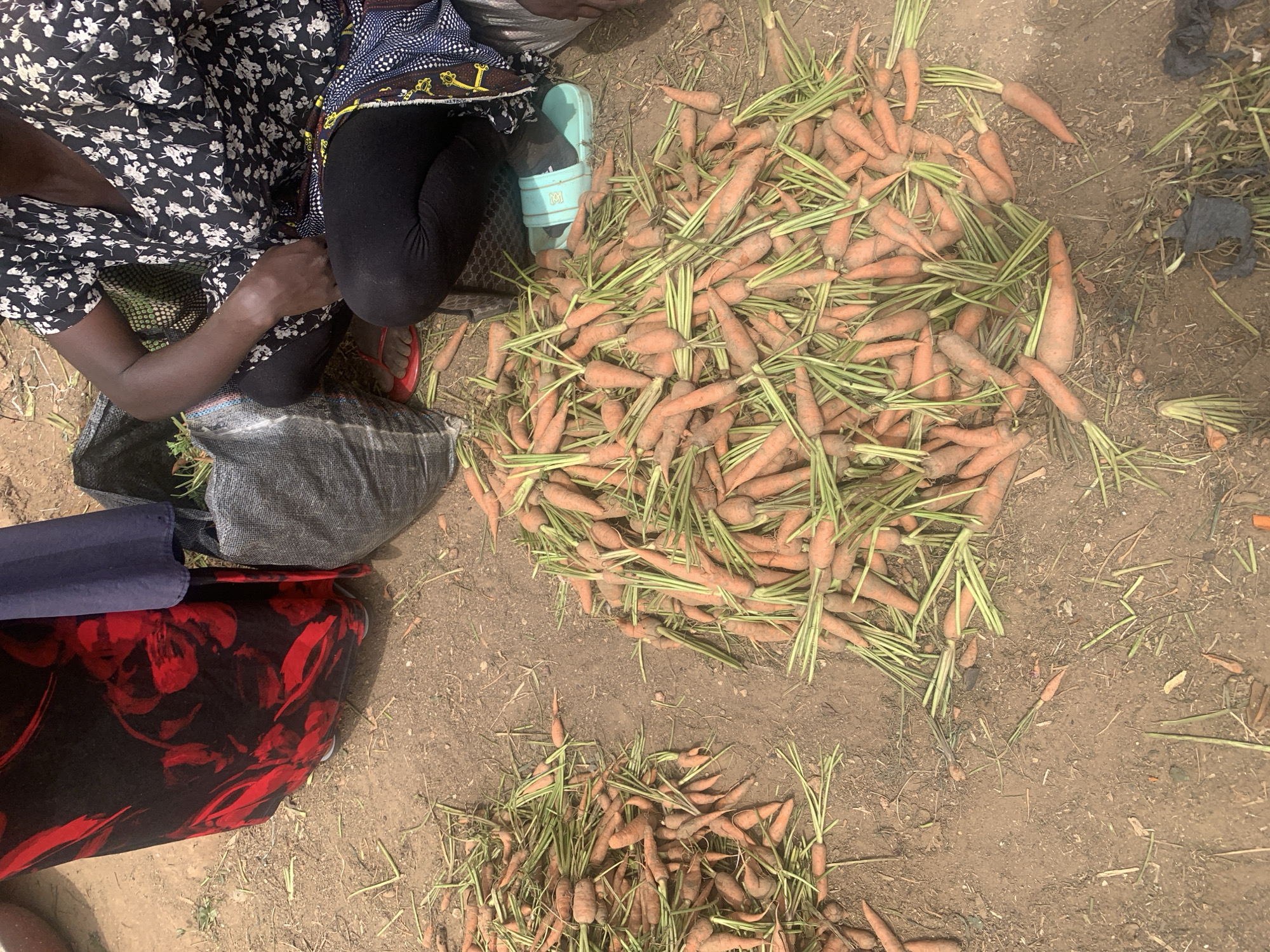 A person wearing a floral dress and black leggings sits on the ground near a pile of carrots with green tops. A second, smaller pile of carrots is located below. To the left is a red floral patterned bag on the ground. The ground is dirt with pieces of grass and debris scattered around. Another person is seen in the top right corner. The location appears to be an outdoor market in Jos, Nigeria, where fresh produce is sold.