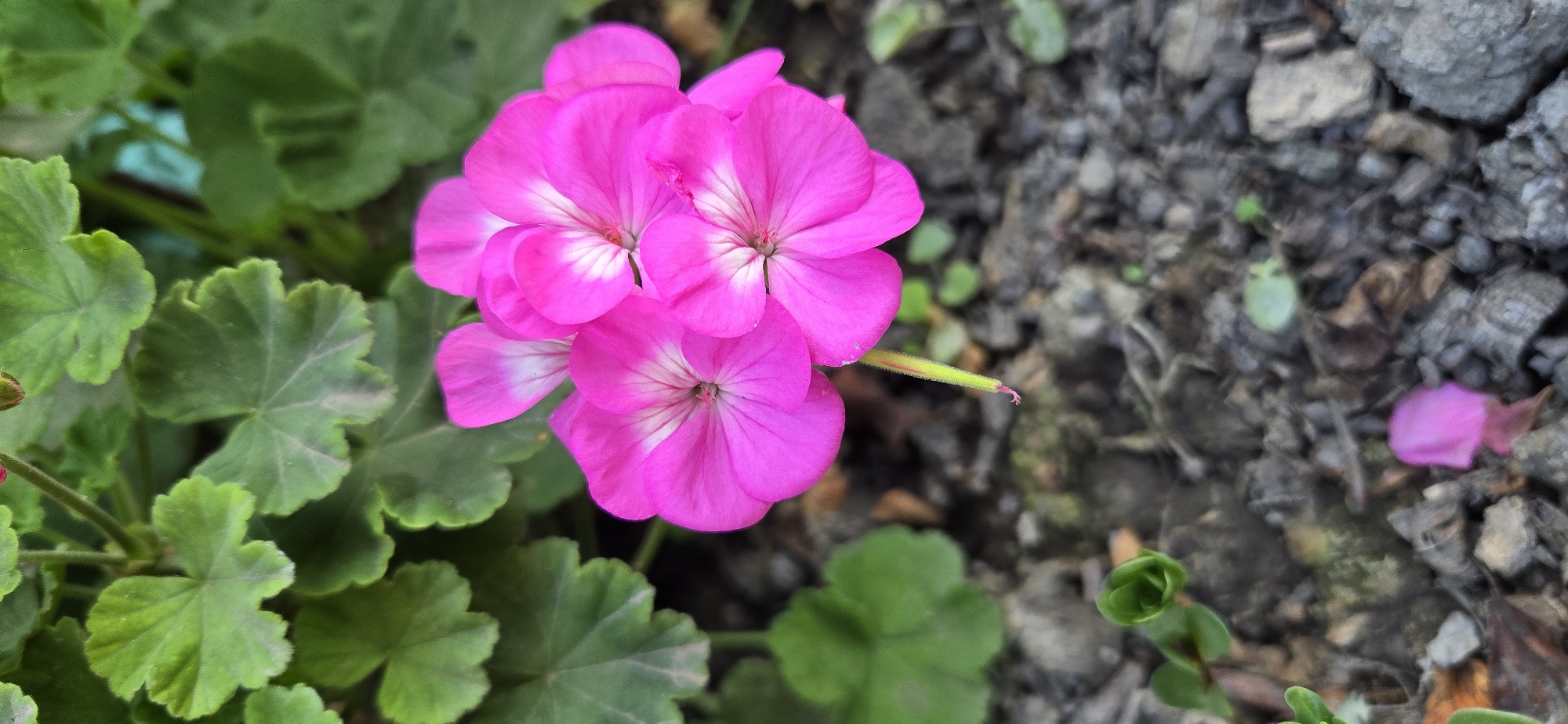 A close-up, portrait-oriented shot captures a cluster of vibrant pink geranium flowers in bloom. The flowers are the central focus, with their delicate petals exhibiting a gradient of color, transitioning from deep pink at the edges to white at the center, where fine, dark veins are visible. A thin, green stem supports the blossoms. Surrounding the flowers are the plant's characteristic lobed, green leaves, some of which show signs of age or damage. The background consists of dark, rocky soil, with scattered small stones and fallen leaves. To the lower left of the frame, a new, unfurling green leaf of the same plant is visible. In the lower portion of the image, a single pink petal lies on the ground, suggesting recent shedding. The scene appears to be an outdoor garden setting in Tel, Azerbaijan, characterized by its earthy tones and natural flora.