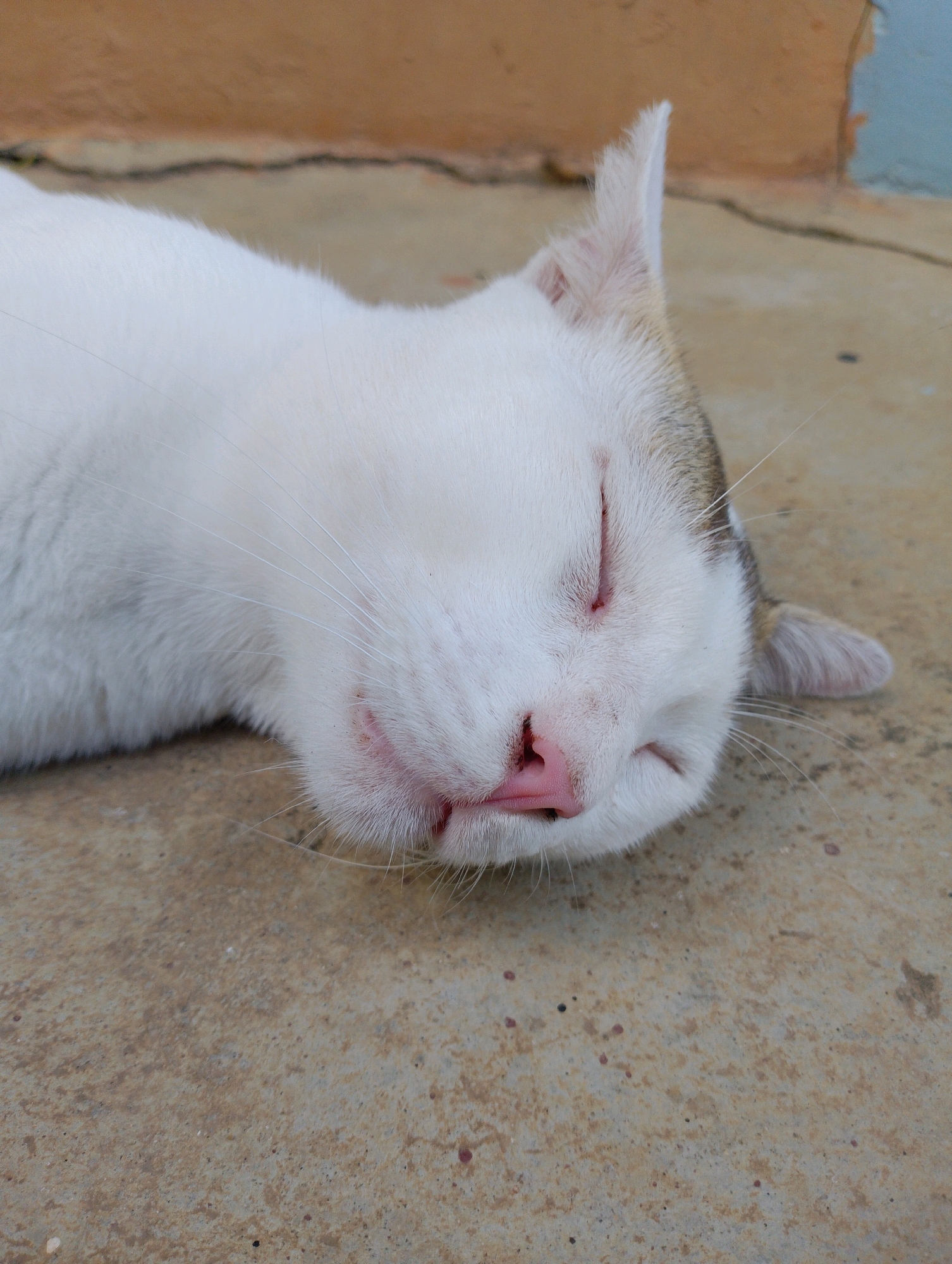 A white cat with tabby markings on its head and ears is sleeping on a concrete surface. The cat's eyes are closed, and its pink nose is visible. The background is a textured wall with shades of brown and blue. The scene is outdoors, likely in a city setting like Maligaon, India, given the appearance of the wall and concrete ground. There are no people or other animals present. The cat appears to be alone and at rest.