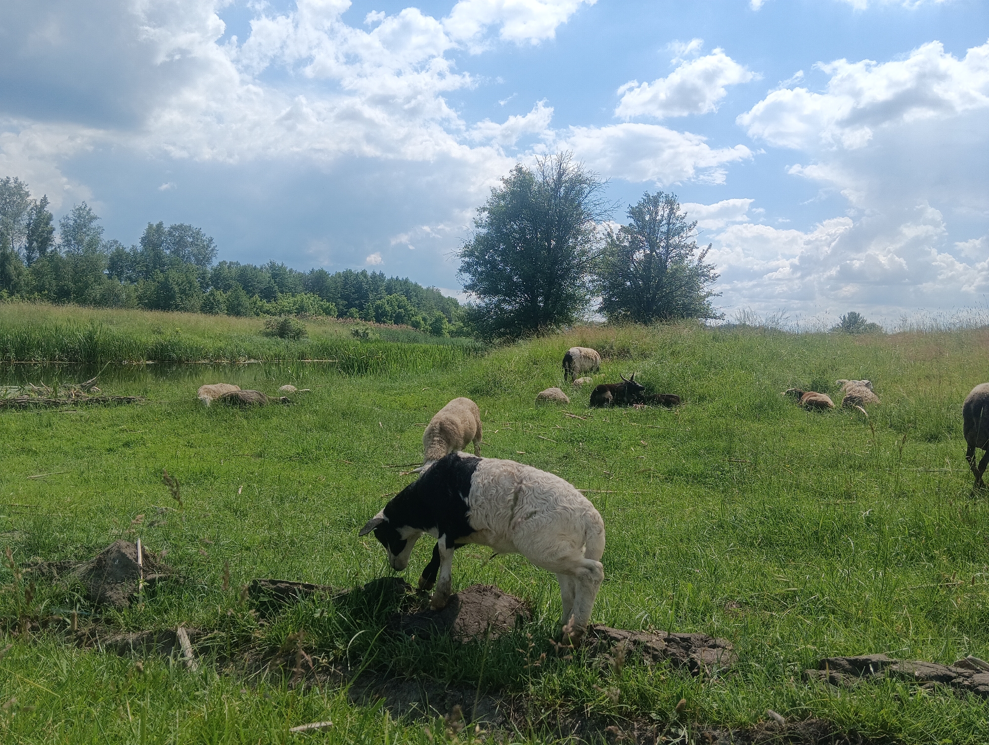A black and white sheep stands on a mound of dirt in a grassy field under a partly cloudy sky. The sheep is facing down, appearing to graze. Other sheep are scattered across the field, some lying down and some standing. In the background, there is a line of trees and a body of water. The scene is a rural landscape.
