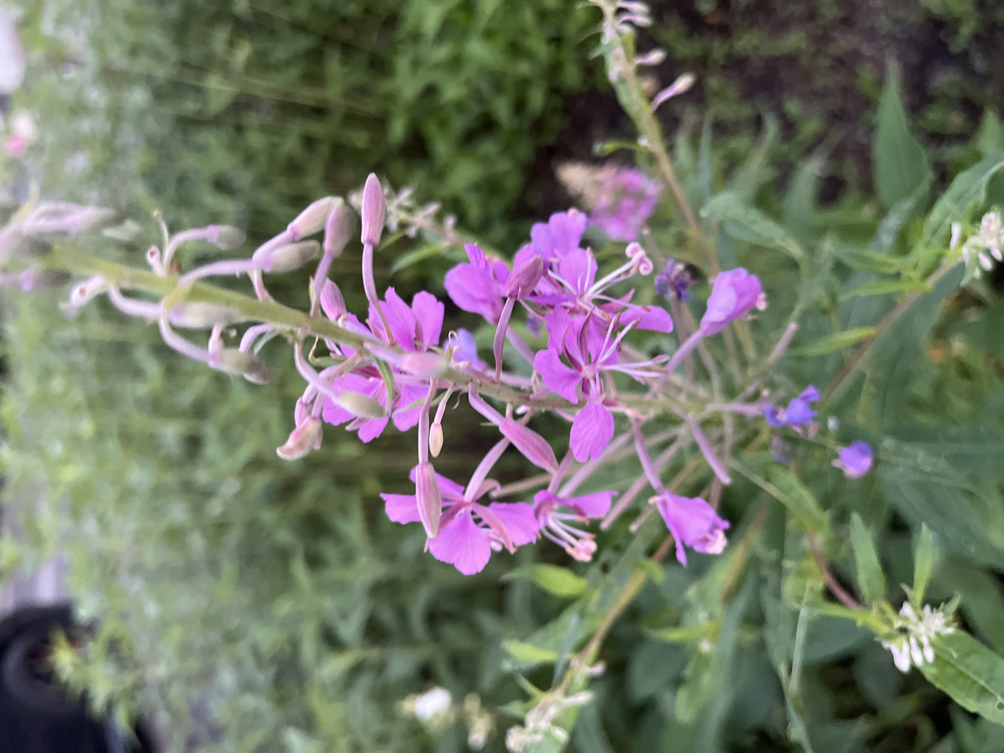 A close-up, slightly tilted shot showcases a cluster of vibrant pink fireweed flowers in bloom, with a few developing buds also visible. The flowers, with their delicate petals and prominent stamens, are the primary subjects. They grow on a tall, slender stalk, which is partially blurred. The background consists of a soft, out-of-focus tapestry of lush green foliage, suggesting a natural setting. Hints of other plants, including some small white flowers and perhaps some tiny purple blossoms, add subtle color variations to the verdant backdrop. The lighting suggests it might be daytime, with soft natural light illuminating the scene. The overall impression is one of natural beauty and the serene ambiance of a garden or wild landscape, possibly in Moscow, Russia during the flowering season. No text is visible in the image.