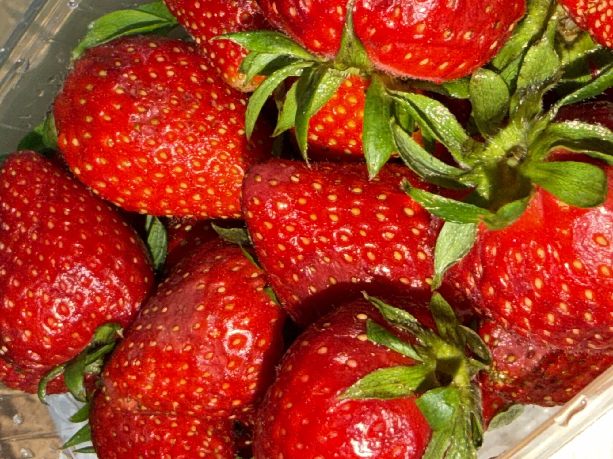 This is a close-up photograph featuring a cluster of fresh, ripe strawberries contained within a clear plastic punnet. The majority of the frame is filled with these vibrant red fruits, exhibiting various shades from bright scarlet to deeper, richer reds. Many strawberries still have their green leafy calyxes attached, which appear fresh and are adorned with small, glistening water droplets or specks.
The surface of the strawberries is distinctly textured by numerous small, prominent yellowish-white achenes (seeds). Some of the strawberries display minor imperfections, such as darker, slightly soft-looking patches or blemishes, indicating natural variations in ripeness or slight damage. The clear plastic container is visible along the edges of the frame, particularly at the top left and bottom right, and also shows droplets of water or condensation on its surface.
The lighting is bright and direct, creating distinct highlights on the glossy skin of the fruit and the wet plastic. There is no specific activity taking place; the image is a still life, focusing on the texture and color of the strawberries. There is no visible text in the image, nor are there any discernible visual cues indicating a specific geographical location.