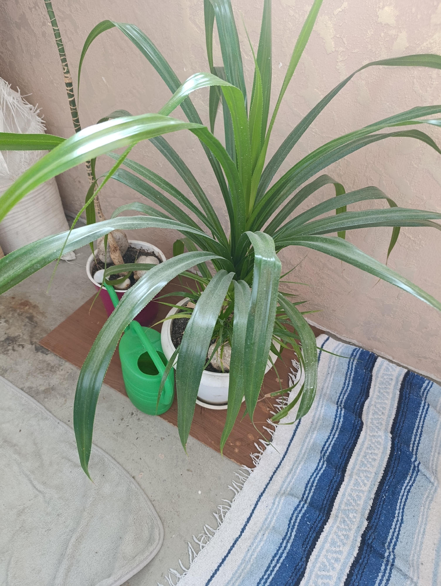 The image shows a potted plant with long, green leaves, placed on the floor next to a wall. A green watering can is next to the plant. A striped rug and a light-colored mat are on the floor. There are no people visible in the image. The scene appears to be indoors or in a covered outdoor area. There is no identifiable information in the image that would allow for specific location identification in Kharkiv, Ukraine.