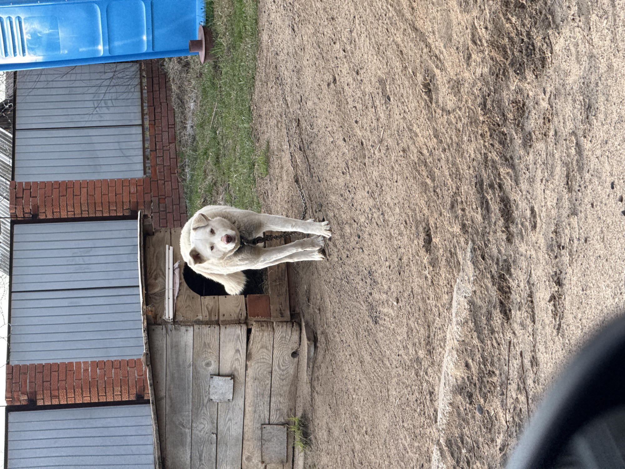 A dog is lying in front of a dog house. The dog is white and has a chain around its neck. The dog house is made of wood. The background is a dirt area and a building with a blue structure on top. The location is likely Chaikovsky, Russia.