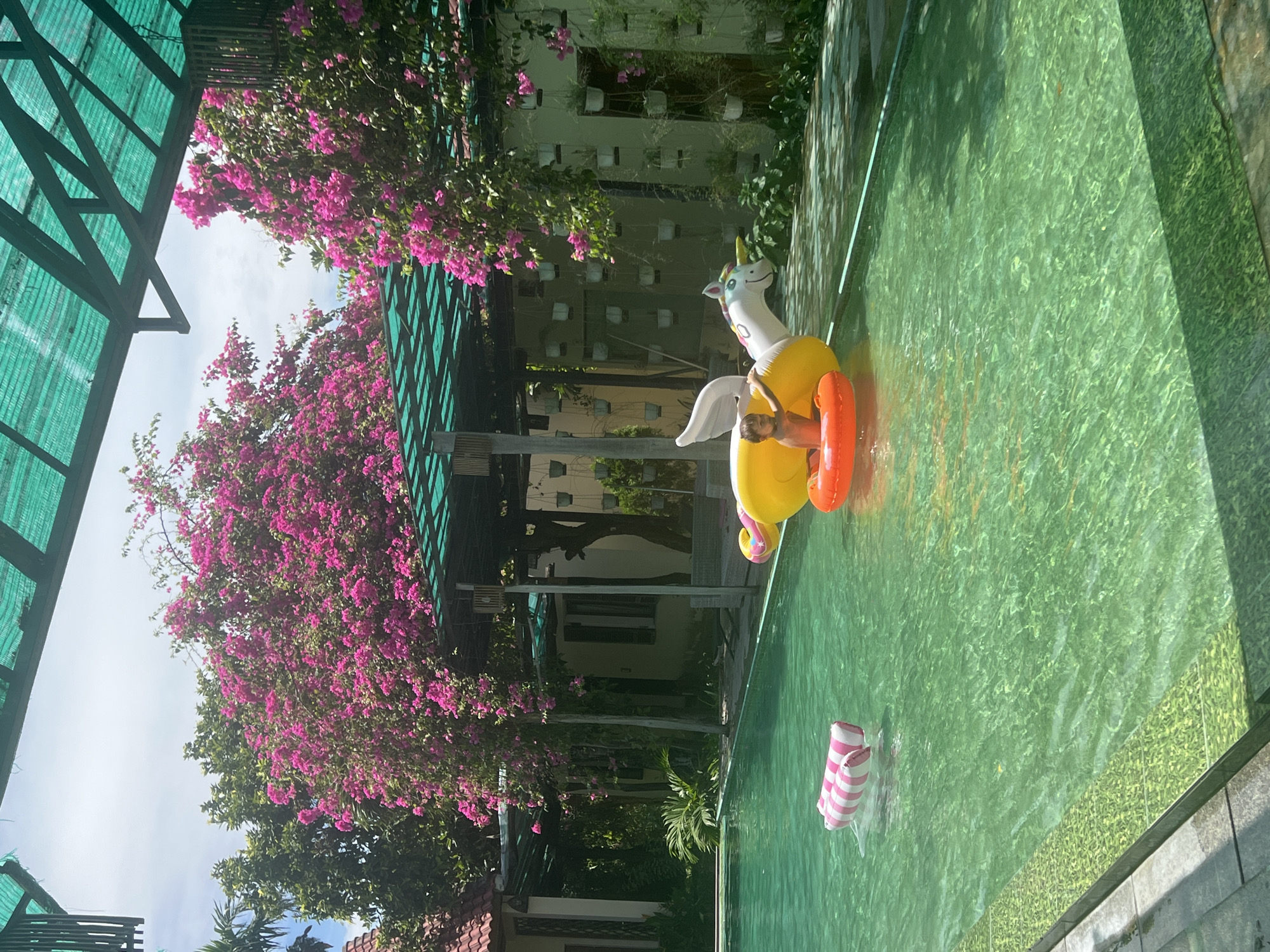 The image captures a bright, sunny day at a swimming pool, likely in Hoi An, Vietnam, as suggested by the lush tropical foliage and bougainvillea flowers blooming vibrantly pink. The pool water is a clear, inviting green, reflecting the sunlight and casting dappled shadows.
The main subjects are a child playing in the pool and an inflatable unicorn. The child, wearing an orange ring, is perched on the yellow body of the unicorn, which is also part of a larger inflatable toy. The unicorn has a white horn and white wings, adding a whimsical touch to the scene. A smaller pink and white striped inflatable object floats nearby in the water.
The setting is a private outdoor pool area, possibly a resort or a villa. To the left, a green slatted awning provides shade, and dense bougainvillea with its brilliant pink blossoms hangs overhead, creating a natural canopy. Behind the pool, there are buildings with white walls and what appear to be potted plants arranged in a tiered structure, suggesting a well-maintained garden or architectural feature.
The overall mood is one of relaxation and fun on a warm day. The sunlight indicates it's likely mid-morning to late afternoon. There is no visible text in the image.
