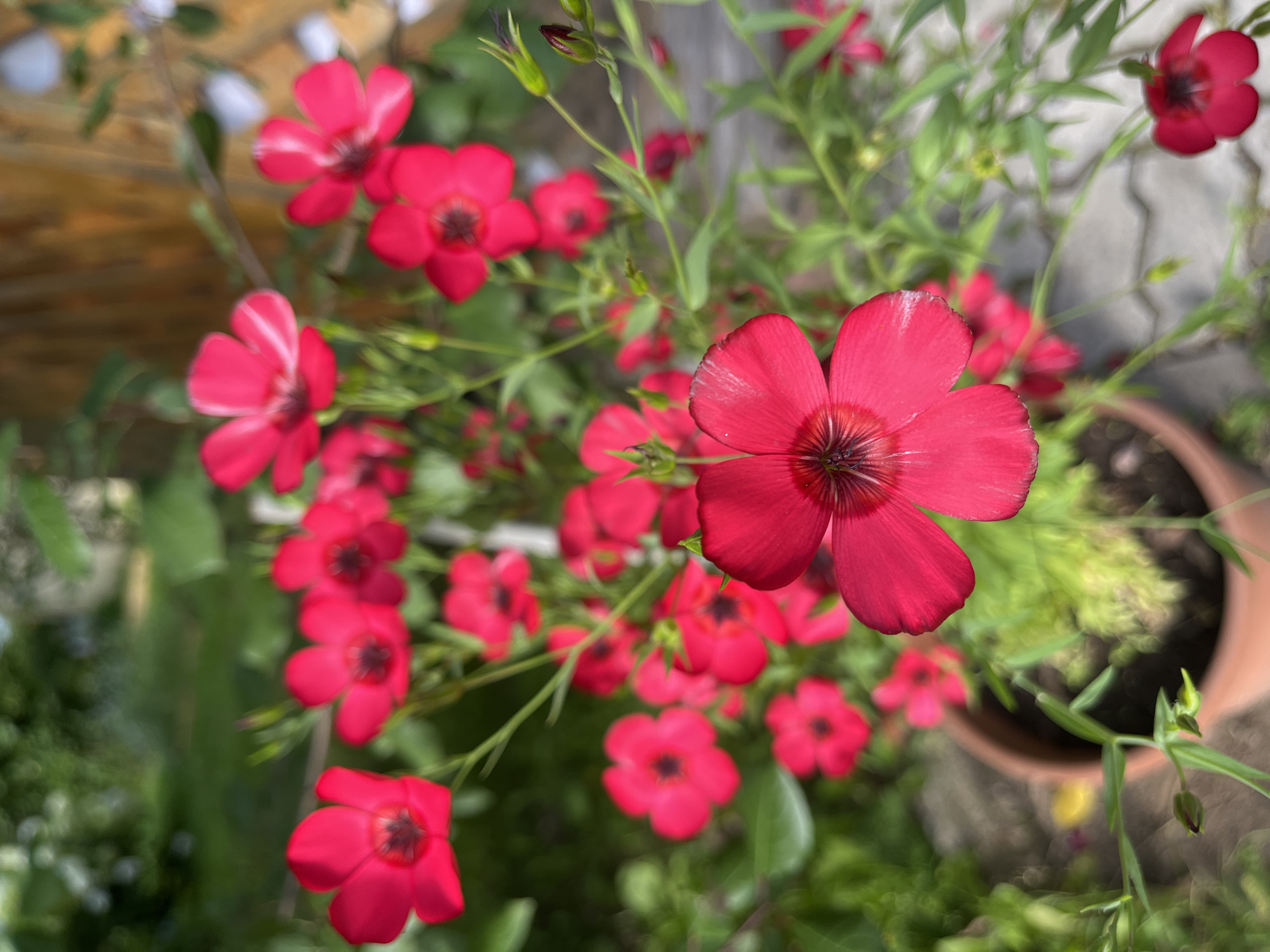 The image depicts a close-up view of a cluster of vibrant red flowers in a garden setting. The flowers are small, with five petals each, and have a dark center. They are growing in a terracotta pot, partially visible in the lower left quadrant of the image. The background is a blur of green foliage and a wooden fence, suggesting an outdoor environment. The lighting is natural, casting soft shadows and highlighting the delicate texture of the petals. The scene is located in the city of Yakushevo Domozerovskogo Sel'soveta, Russia.