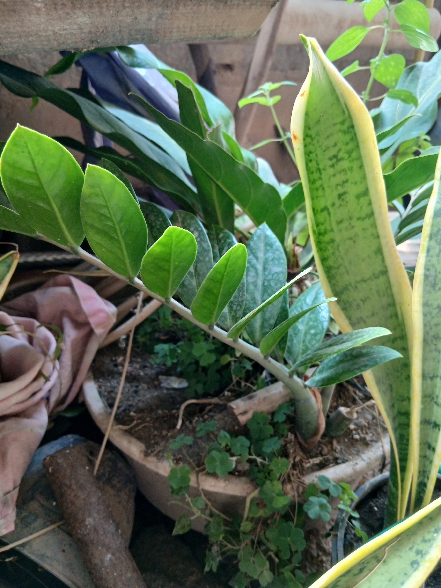 This is a close-up, eye-level shot of several potted plants. The main focus is on a Zamioculcas zamiifolia plant with its characteristic glossy green leaves growing in a light-colored pot filled with dark soil. To the right, the distinctive upright, variegated leaves of a Sansevieria trifasciata plant are visible. Small, clover-like green plants are growing around the base of the Zamioculcas zamiifolia, also within the pot. In the background, elements of the surrounding environment are visible, including what appears to be a concrete overhang or surface at the top, wooden structures, and a pinkish fabric draped over something. The lighting suggests an outdoor setting, possibly in a shaded area, and the overall scene depicts a collection of houseplants. The image was captured in Pangkalpinang, Indonesia, likely in a domestic or garden setting.