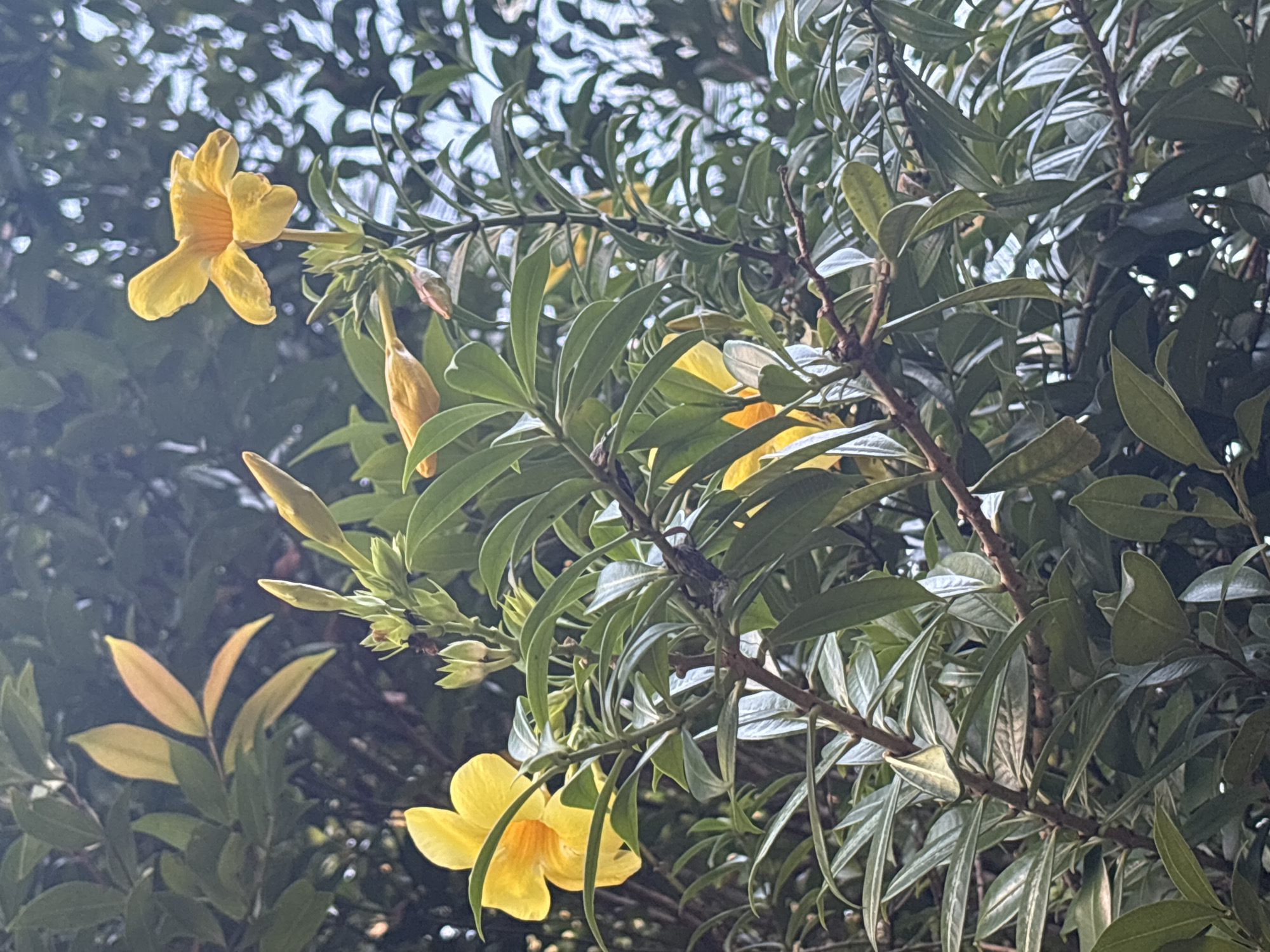 The image depicts a cluster of yellow Allamanda flowers and green foliage. Several flowers are in full bloom, while others appear as buds in various stages of development. The leaves are mostly elongated ovals with distinct veins. The setting is outdoors, likely within a garden or natural environment. Based on the location provided, the image was taken in Thalaramba, Sri Lanka.