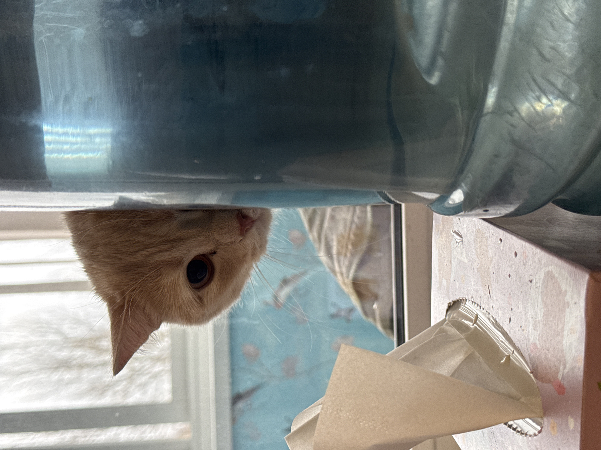 The image, oriented vertically, prominently features the head of a light orange tabby cat, positioned upside down on the left side of the frame. The cat's right eye, dark and round, is clearly visible, along with its snout and numerous long whiskers. Its pointed ear is erect. The cat appears to be peering downwards, over the edge of a large, translucent blue-tinted plastic container, which occupies the upper section of the image. This container, possibly a water dispenser bottle, shows light reflections and some surface imperfections.
Behind the cat's head, towards the bottom left, is a bright, blurry window with horizontal lines, suggesting daylight conditions. The background on the right side, behind the container, consists of a light blue wall or surface adorned with faint, lighter patterns. In the bottom right corner, a white or light-colored tissue box is visible, with several tissues partially pulled out. The box itself has a subtle speckled texture.
The scene captures a moment of feline curiosity, with the cat seemingly investigating the large container. The setting appears to be an indoor environment, likely a home, during the daytime. No discernible text is present in the image. The location context for this domestic scene is Perm, Russia.