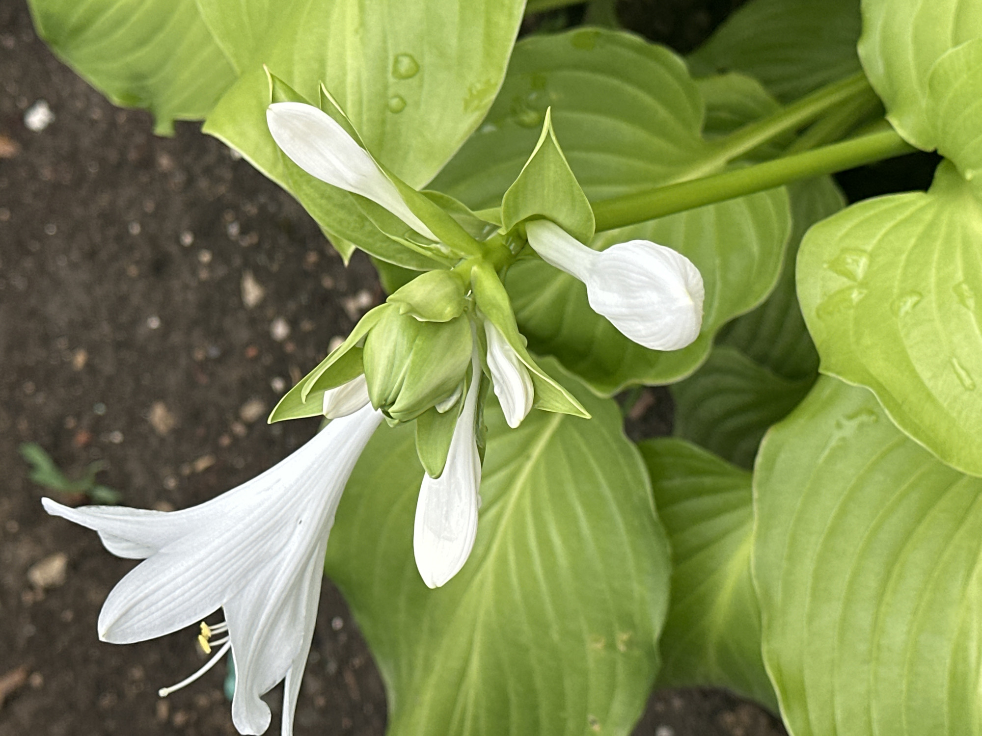The image is a close-up, vertical shot of a white hosta flower in bloom. The flower has elongated, trumpet-shaped petals with visible veins. Several buds are also visible, some partially open and revealing white petals. The plant has large, green, ribbed leaves that are slightly wet, suggesting recent rain. The background is a dark, earthy soil with some pebbles and a few out-of-focus green stems. The location is identified as Yessentuki, Russia.