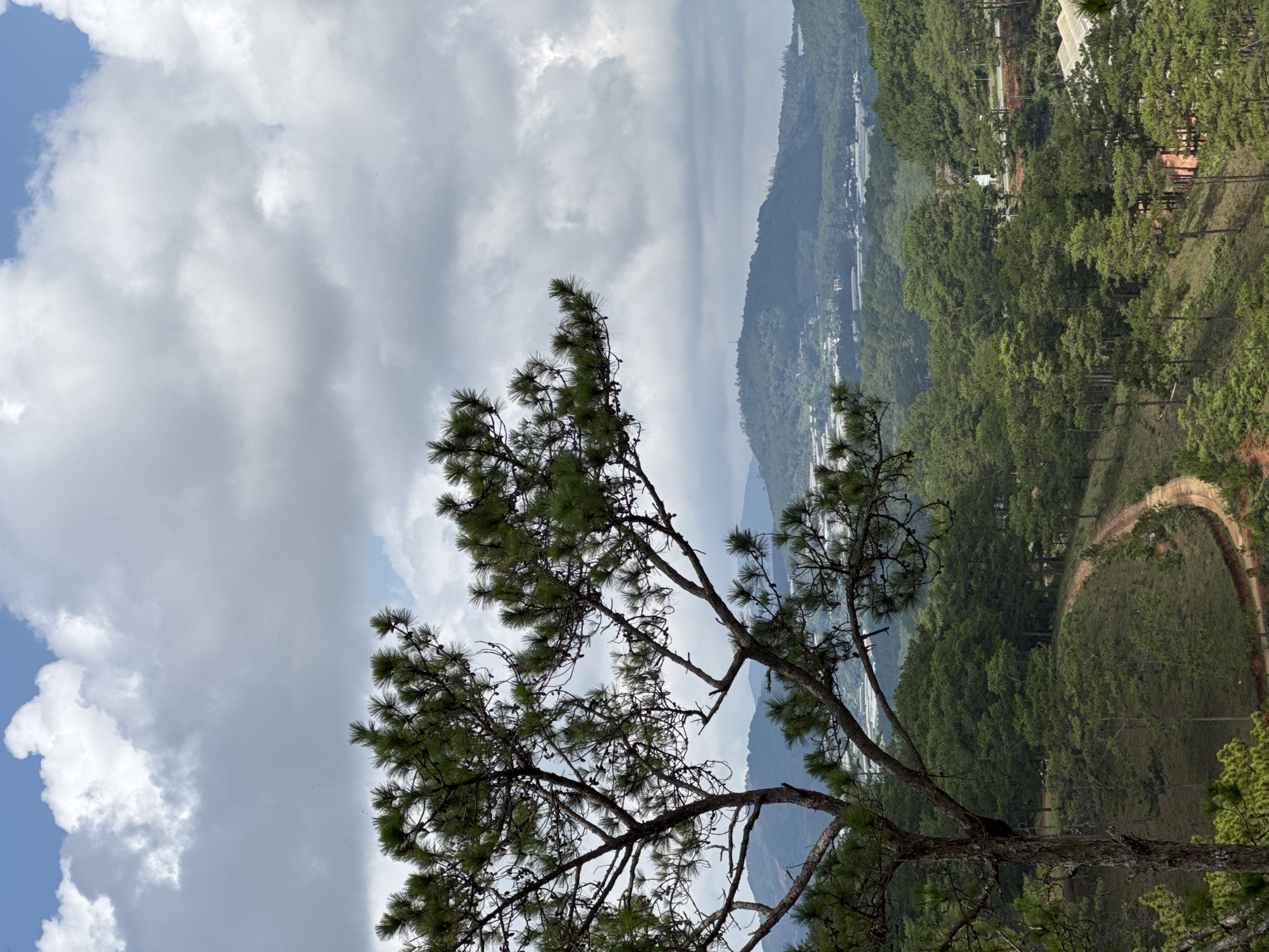 The image shows a view of Lạc Dương, Vietnam, taken from an elevated position. The foreground contains the branches of a pine tree, with dense green needles. In the background, rolling hills are covered in lush vegetation. Buildings are visible nestled among the trees. The sky is partially obscured by large, white clouds, with patches of blue sky peeking through. A dirt road cuts through the forested landscape, forming a circular loop. The overall scene depicts a natural landscape with some signs of human habitation.