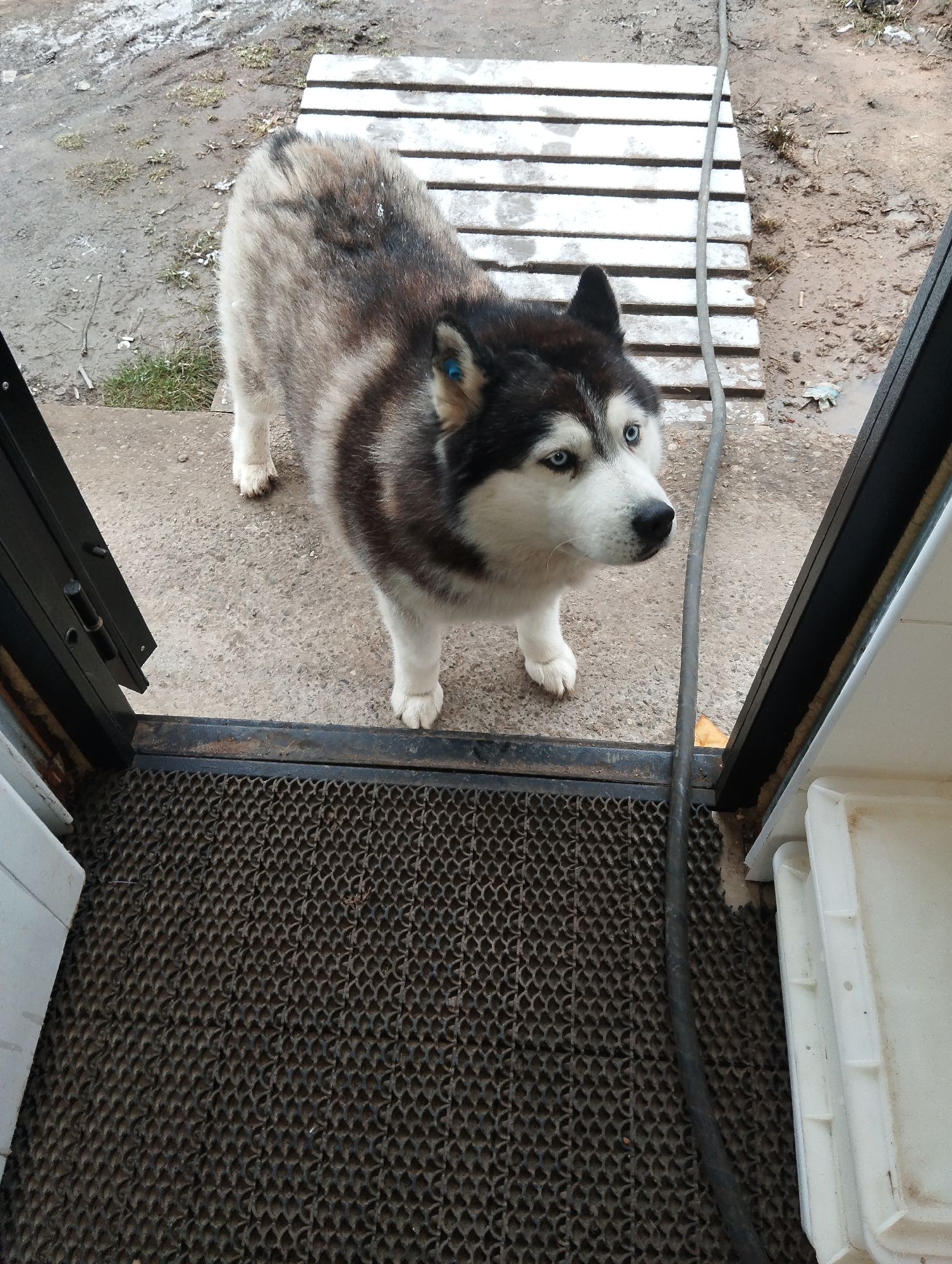 A husky dog with blue eyes stands on a concrete surface in front of a wooden pallet, viewed from inside a doorway. The doorway leads to a dark, textured mat. Outside the doorway, the ground appears to be a mix of concrete and muddy areas. The location is Votkinsk, Russia, as per the instructions.